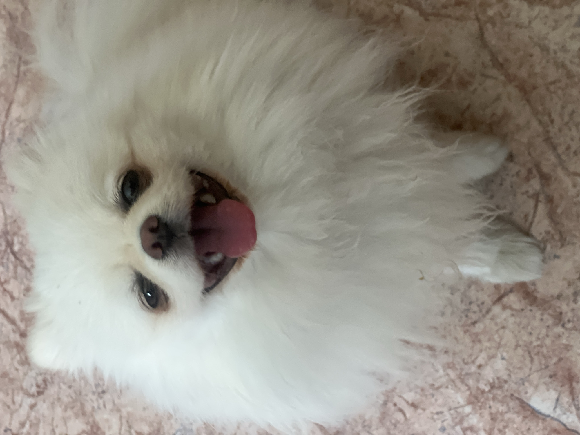 A white Pomeranian dog is lying on a floor with a patterned surface. The dog is facing the camera with its tongue out, appearing to be panting or smiling. Its fur is fluffy and white. The background is a beige and pink patterned floor. The image is taken from a high angle, looking down at the dog.