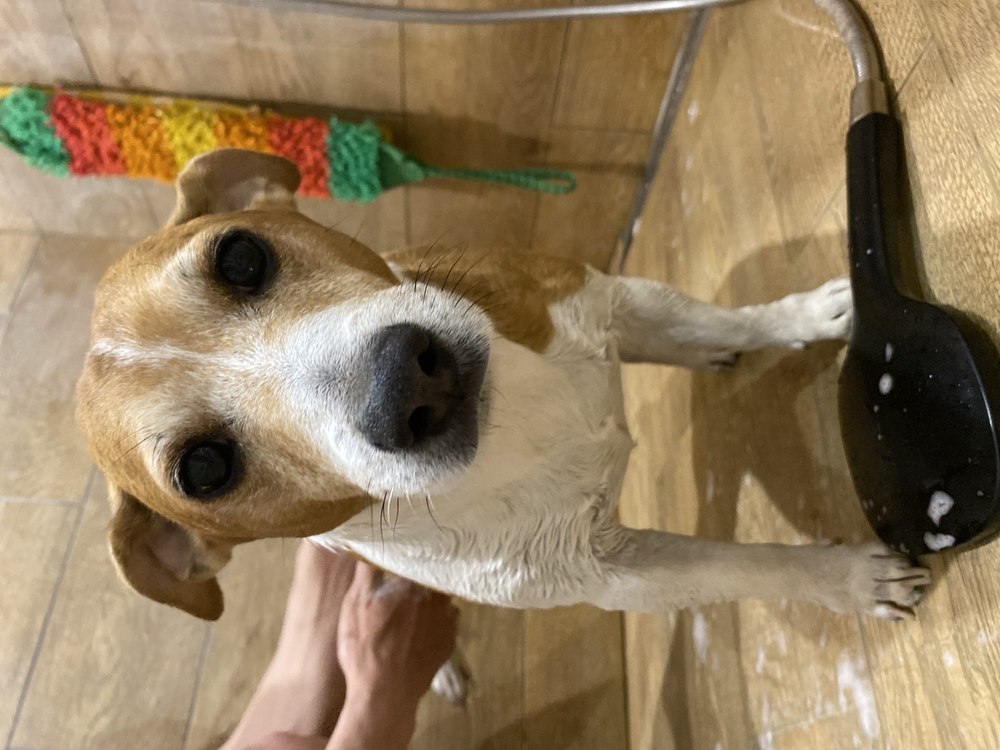 A close-up, high-angle shot depicts a medium-sized dog, likely a Jack Russell Terrier mix, being bathed indoors. The dog has a tan and white coat, with a white muzzle and chest, and dark eyes. The dog is looking directly at the camera. The dog is wet. Soap suds are visible on its fur and the surrounding floor. A black shower head is visible to the right of the dog, while hands, presumably of the person bathing the dog, are visible to the left. The background appears to be a tiled shower stall or bathroom, with a colorful sponge or brush hanging on the wall. Based on the request for the location, the location is Chaikovsky, Russia.