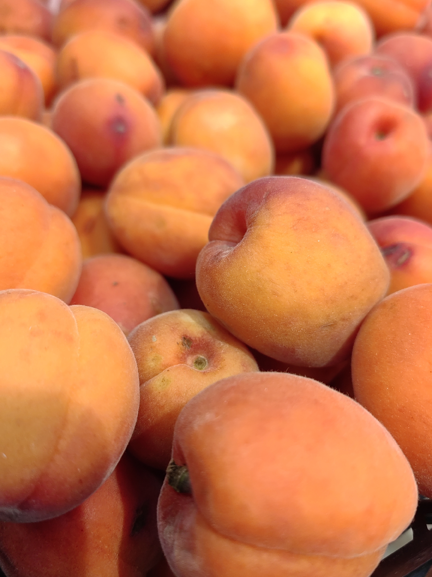 The image is a close-up, overhead view of a pile of ripe apricots. The apricots are round and plump with a fuzzy skin, ranging in color from bright orange to a deeper reddish-orange. The lighting is warm and natural, highlighting the texture and color of the fruit. Some of the apricots are perfectly formed, while others show slight imperfections or a visible seam. The focus is sharpest on the apricots in the foreground, with those in the background appearing softer and more blurred, creating a shallow depth of field. The overall impression is one of abundance and freshness. There is no indication of location within a city.