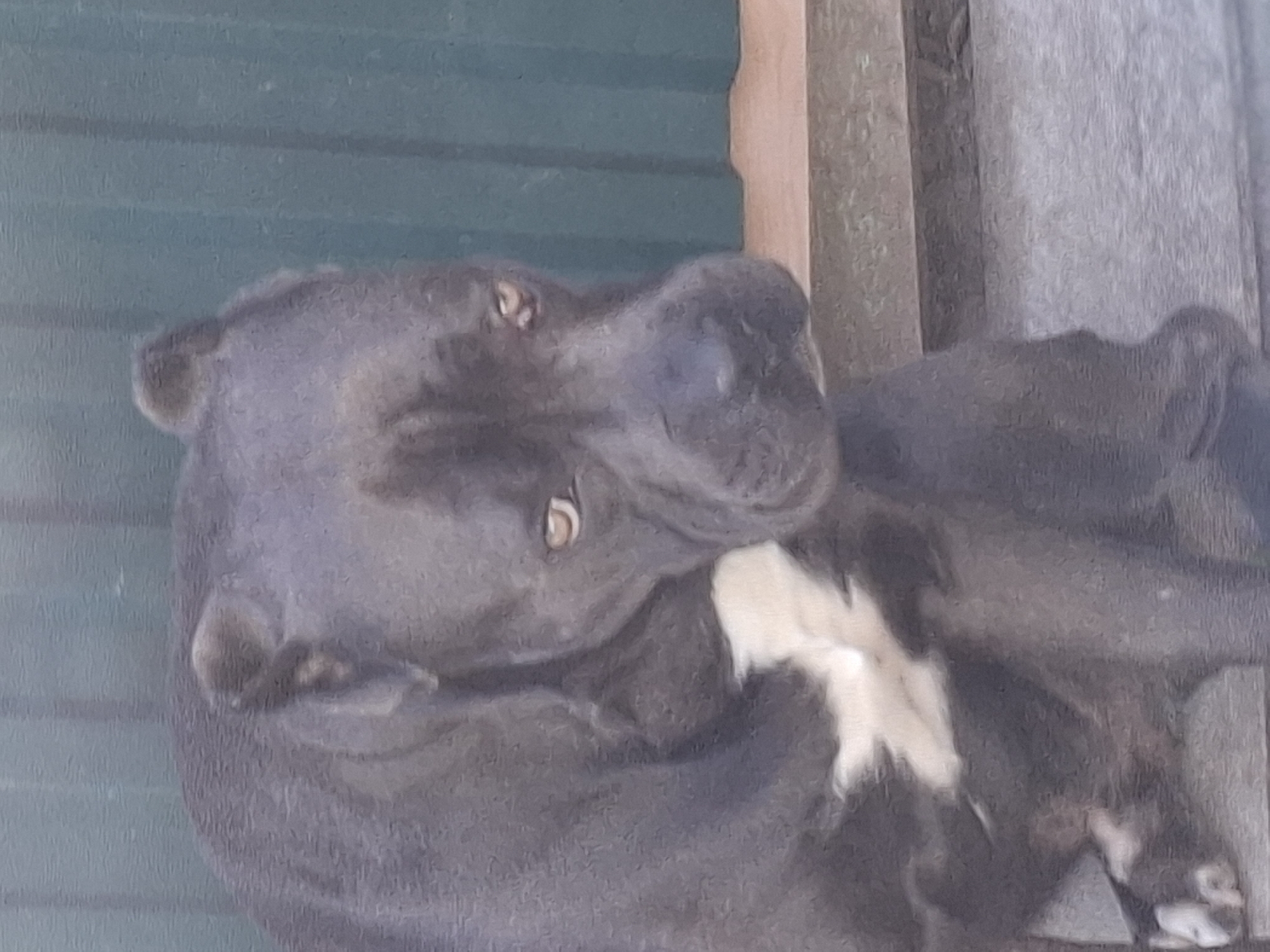 A close-up, medium-shot image shows a dark gray pit bull dog sitting on a gray, textured surface. The dog is facing left with its head turned slightly toward the camera, its gaze directed down and to the left. The dog has a white patch of fur on its chest. The background consists of a muted green, corrugated metal fence. The lighting suggests it is daytime, with some shadows visible on the ground. The overall setting appears to be an outdoor area, possibly a backyard or patio.