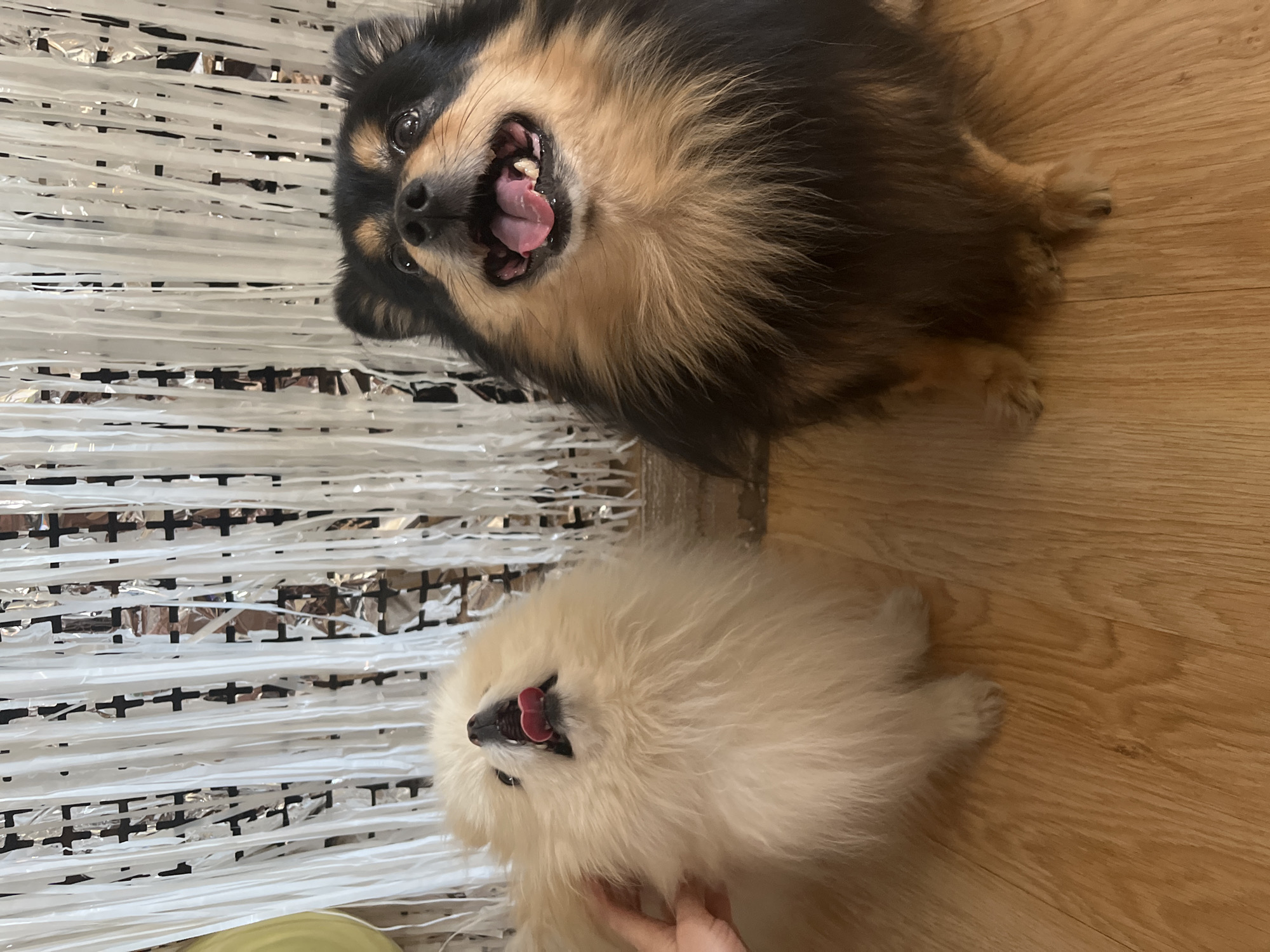This indoor photograph, taken in Izhevsk, Russia, is rotated 90 degrees clockwise, depicting two small, fluffy dogs, likely Pomeranians, and a human hand.
Towards the top of the rotated frame is a black and tan dog, positioned as if lying on its side. It has bright, dark eyes and its mouth is wide open, revealing its tongue and teeth, suggesting excitement, panting, or vocalization. Its fur is a mix of dark brown/black on its back and head, transitioning to lighter tan on its chest and face.
Below and slightly to the left of the black and tan dog is a cream or white-colored dog, also appearing to be on its side and looking upwards. Its mouth is also open with its tongue partially visible, mirroring the excited expression of the first dog. A human hand is gently touching the cream dog's fur near its chest, indicating affectionate interaction.
The left side of the background features a dense arrangement of metallic or iridescent streamers, possibly silver tinsel, running horizontally across the frame. These streamers suggest a festive or decorated setting. The right side of the background and the surface beneath the dogs is a light-colored wooden floor with visible wood grain. The scene conveys a moment of joy and playfulness between the pets and their owner in a home environment. No text is visible in the image.