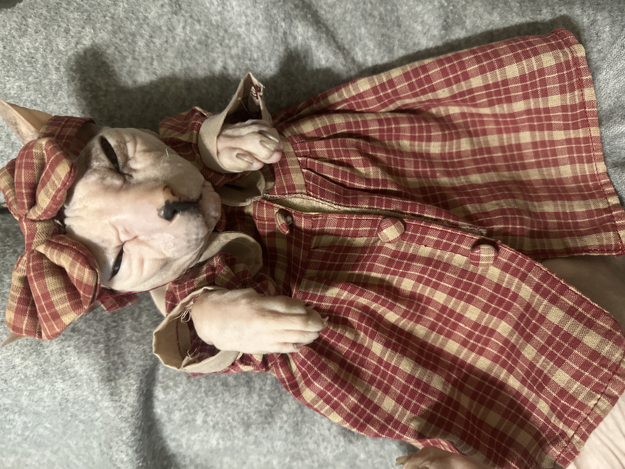A sphynx cat, wearing a red and beige plaid dress and a matching bow on its head, lies on a grey, textured surface. The cat's eyes are partially closed, and its paws are visible. The dress has a collared neckline and buttons down the front. The background is entirely the grey surface, which appears to be a blanket or fabric. There is no information available about the location of this image in Togliatti, Russia.