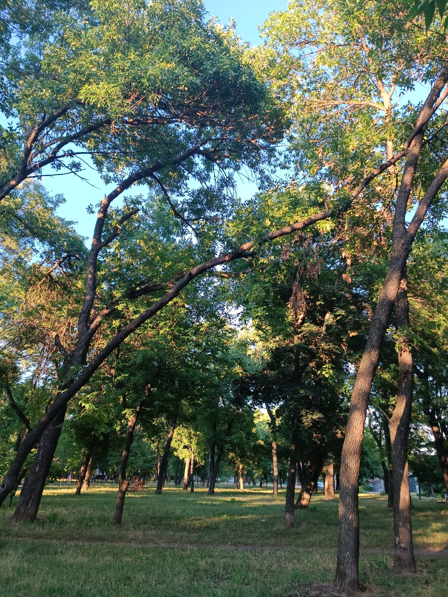 The image depicts a sunlit park with numerous trees and a grassy ground. The trees have thick trunks and branches covered in green leaves, with some parts of the leaves illuminated by the sun. The ground is covered with a mix of green grass and dry patches. In the background, several more trees are visible, creating a sense of depth. The sky is clear and blue. The scene suggests a peaceful outdoor environment, likely a public park within the city of Zaporizhzhia, Ukraine. There are no people or specific objects of interest clearly visible, allowing for a general appreciation of the natural setting.