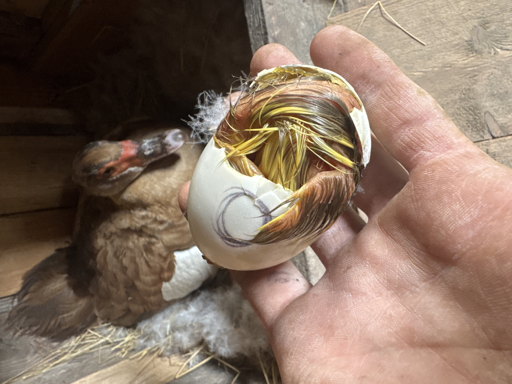 A close-up, handheld shot captures a developing duckling emerging from a cracked egg, held in a person's palm. The duckling's downy feathers, a mix of brown and yellow, are visible through the eggshell. In the background, a larger duck, mostly brown with white markings and a red-orange face, rests in a nest of straw and downy fluff within a wooden enclosure. The scene is likely a farm or rural setting in Shcherbanka, Ukraine. The focus is on the hatching process, emphasizing the fragility and nascent life within the egg.