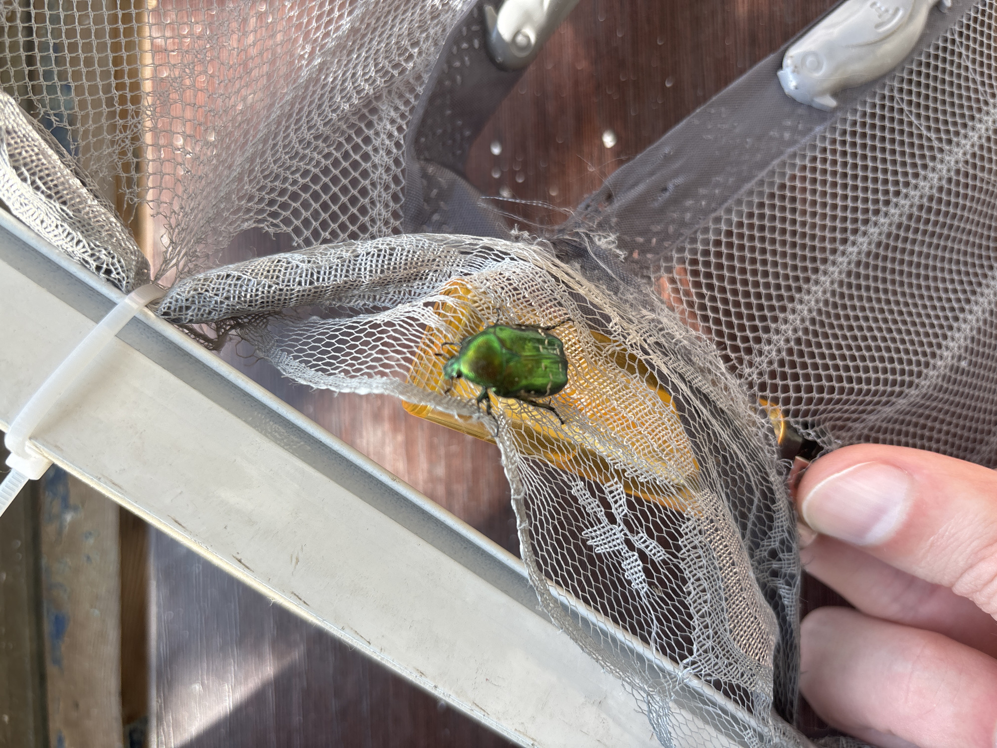 A green beetle is caught in a torn mesh net. A human finger is visible in the lower left corner, holding the net. The net is attached to a white frame with a zip tie. The background consists of a wooden surface, possibly a table or deck.