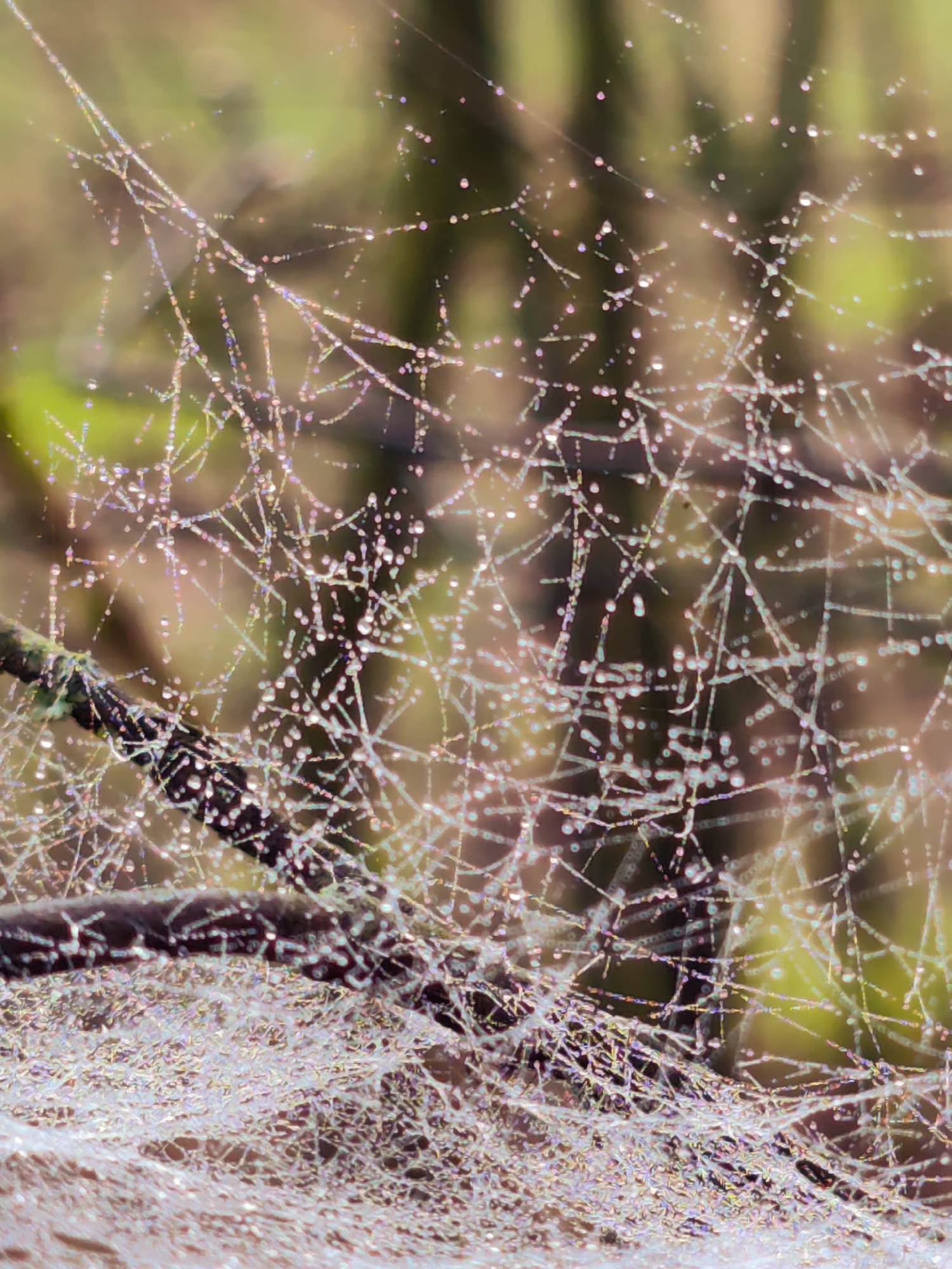 The image displays a close-up of a spiderweb intricately adorned with countless small water droplets, likely dew or rain. The web stretches across dark branches, which are partially visible in the mid-ground, while the background is a soft, out-of-focus blend of green and brown, indicating a natural, possibly wooded, outdoor setting. Each water droplet glimmers and refracts light, creating a sparkling, iridescent effect with subtle hues of pink, blue, and yellow across the web's delicate threads.
The web itself appears intricate and finely spun, with both dense, sheet-like sections and more open, linear strands, all covered in the shimmering moisture. The shallow depth of field draws attention to the minute details of the web and droplets, making them stand out against the blurred natural surroundings. The lighting suggests a clear day where sunlight catches the moisture, enhancing its reflective qualities. The scene evokes a sense of delicate beauty and the intricate details found in nature. No text is visible in the image. The location context is Kratovo, Russia.