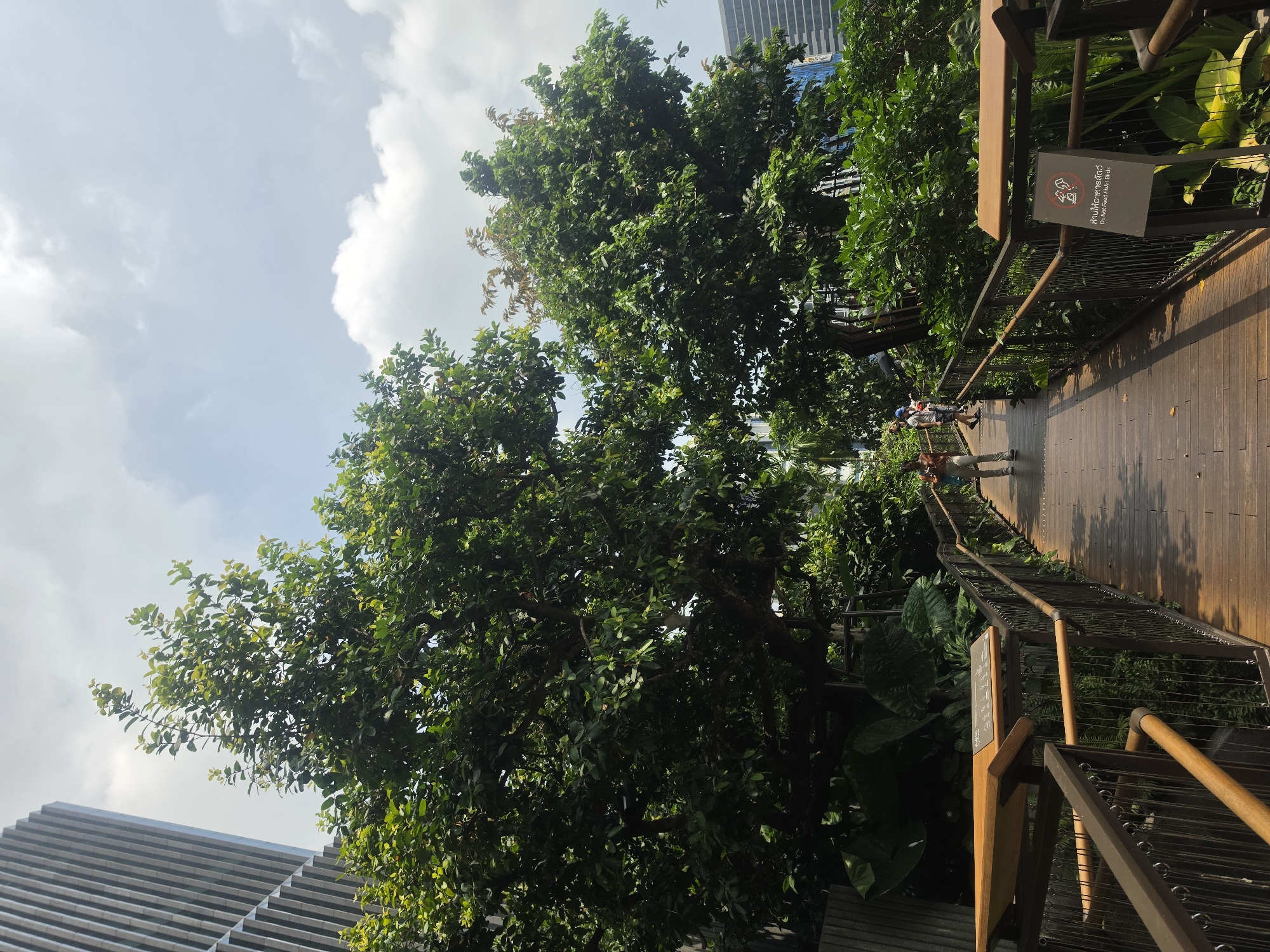 This vertically oriented image captures an elevated wooden walkway winding through a vibrant, lush green environment, likely a park or skywalk in urban Bangkok, Thailand. The walkway is made of wooden planks and features robust metal railings with horizontal bars.
Several people are visible enjoying a stroll along the path. In the mid-ground, two individuals are walking, and another person can be seen further down the walkway. The scene is dominated by a dense canopy of large, leafy green trees and tropical plants, creating a rich natural setting. In contrast, parts of tall, modern buildings with distinctive facades are visible in the background, peeking through the foliage and above the treeline, indicating an urban location.
The sky, visible in the upper left of the frame, is a bright blue adorned with scattered white, fluffy clouds, suggesting a clear and pleasant daytime. Bright sunlight illuminates the scene, highlighting the textures of the wood and leaves.
A dark rectangular sign is affixed to the railing on the right side of the walkway. It displays a red circular prohibition symbol over an icon, accompanied by text in both Thai and English. The English text clearly states: "Do Not Feed Animals," with the Thai script "ห้ามให้อาหารสัตว์" conveying the identical message. This sign serves as a specific location cue and indicates park regulations. The overall atmosphere appears peaceful and conducive to leisurely activity.