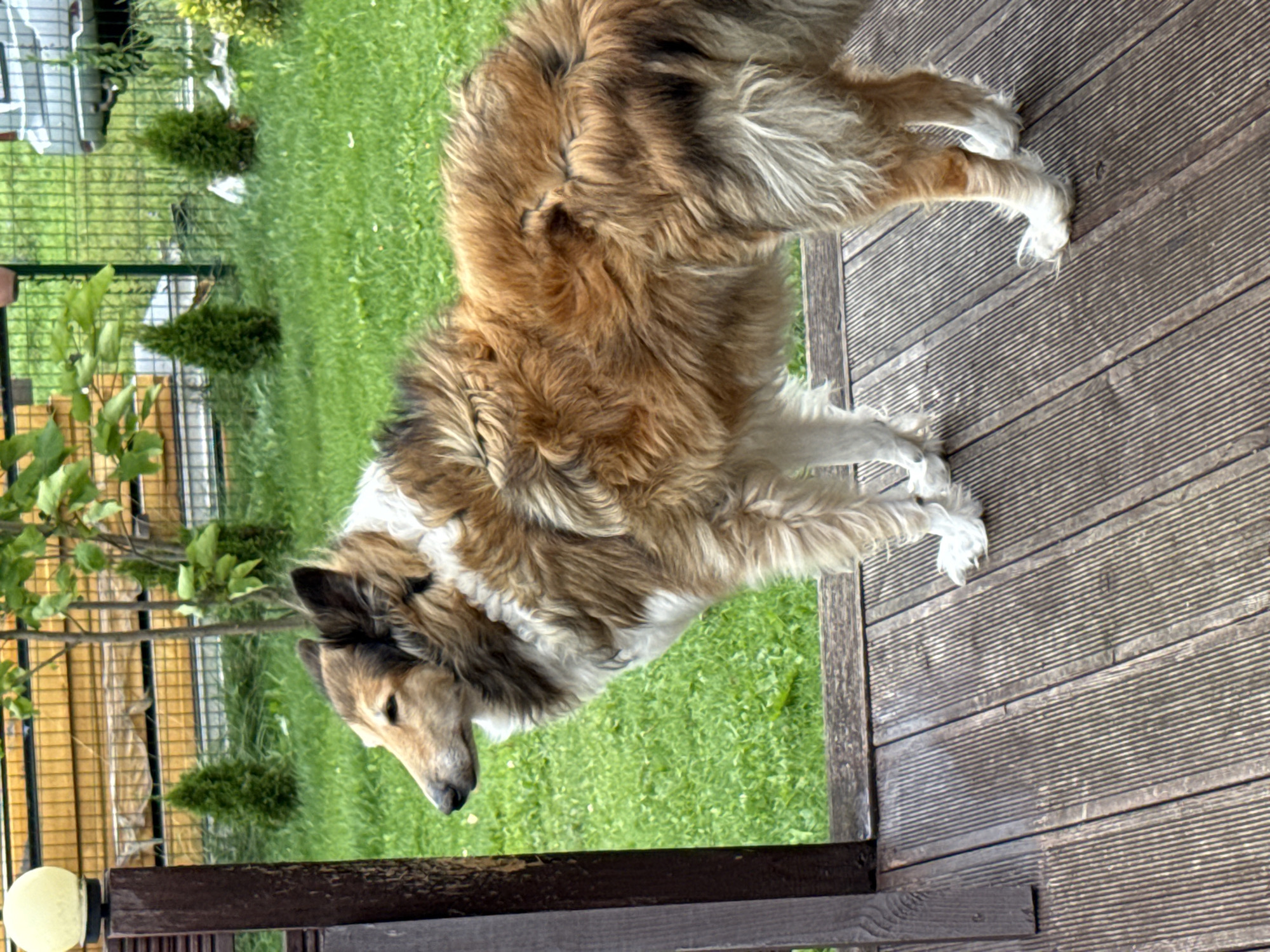 A long-haired collie dog stands on a wooden deck in a residential backyard in Galinė, Lithuania. The dog is facing left, with its head turned slightly. It has a predominantly tan and white coat with darker markings on its head and back. The dog's fur is fluffy and appears to be wet. The wooden deck is made of planks laid horizontally. Behind the dog, a green lawn is visible, with a wooden fence and some bushes. A yellow outdoor light fixture is mounted on a dark wooden post to the left of the dog. In the background, part of a car and more foliage can be seen. The overall scene suggests an overcast or rainy day, as indicated by the wet appearance of the dog's fur and the general lighting.