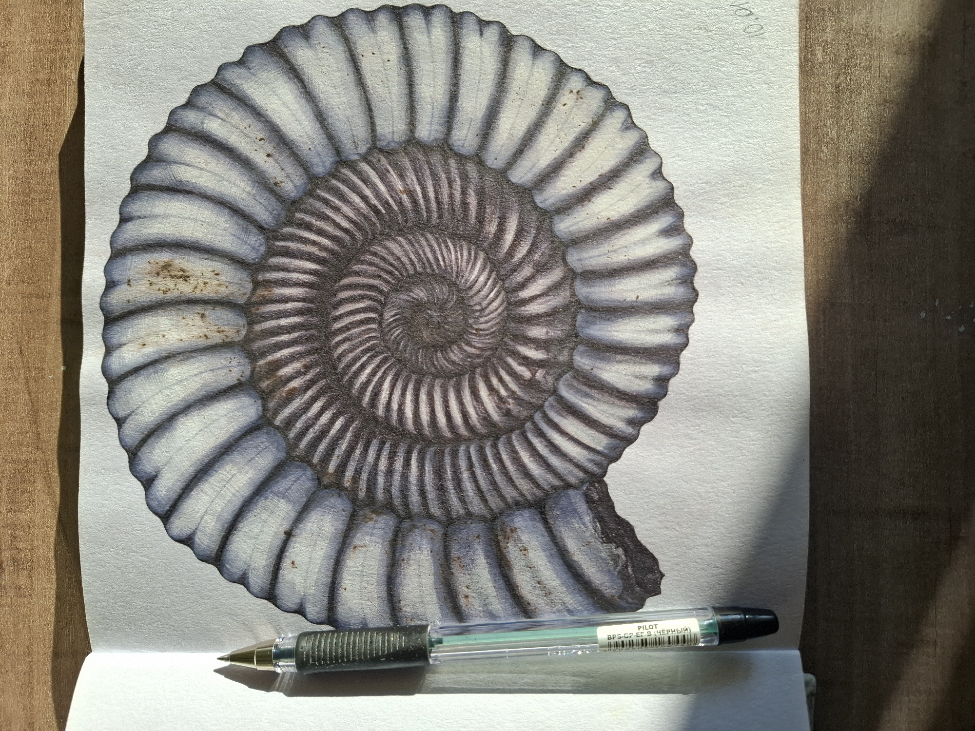 A drawing of an ammonite fossil on a textured white paper lies on a wooden surface. A green and black pen rests on the left edge of the paper, casting a shadow. The ammonite fossil is detailed with spiraling chambers and textured ridges, colored in shades of gray, blue, and brown. The wooden surface appears to be a tabletop or desk. The lighting suggests it is daytime, with a strong light source from the left casting shadows. The drawing is signed with what appears to be "10.01" in the lower right corner. The scene is static and appears to be a still life arrangement for a drawing. There is no indication of the city of Tyumen, Russia, or any specific location within it.