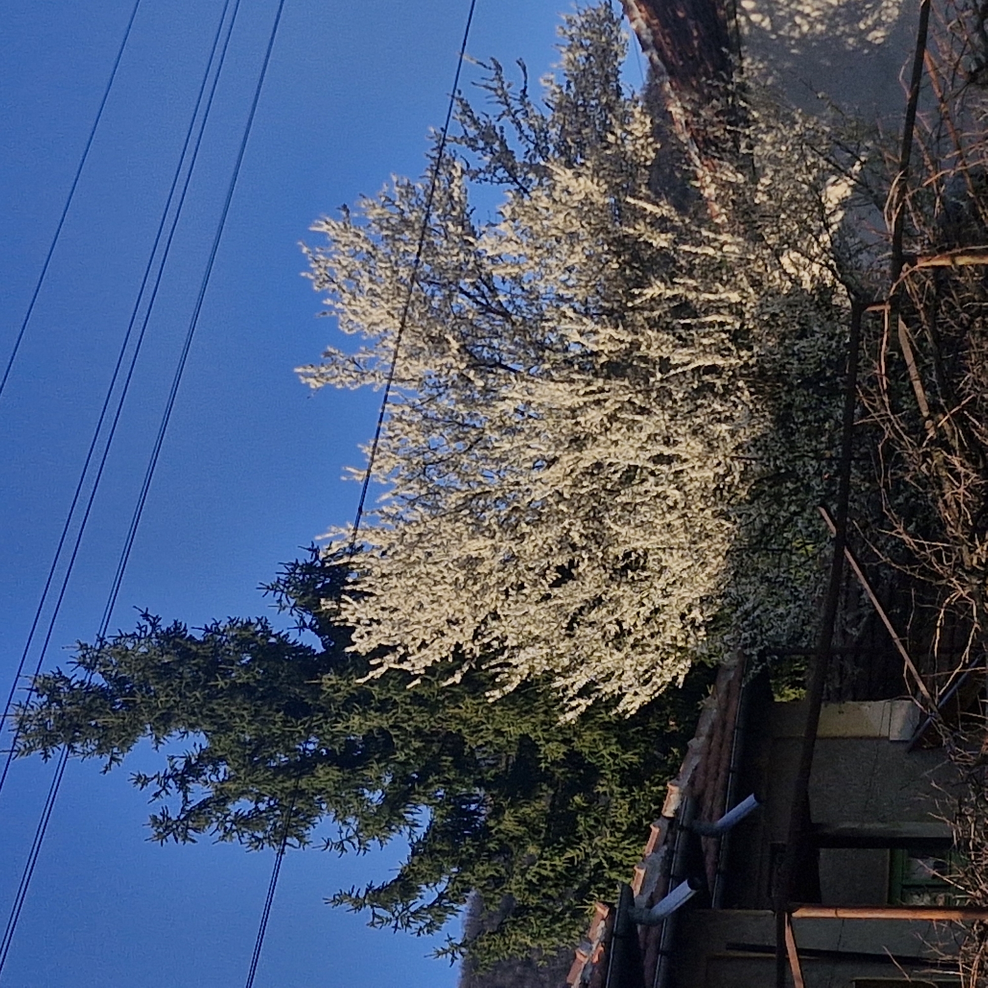 The image depicts a view in Hirevo, Bulgaria, showing the corner of a building with a red-tiled roof and a gray exterior wall. To the left of the building, power lines stretch diagonally across a blue sky. Two trees are prominent: one with dense green foliage and another with white blossoms. A section of bare branches is on the right edge of the frame.