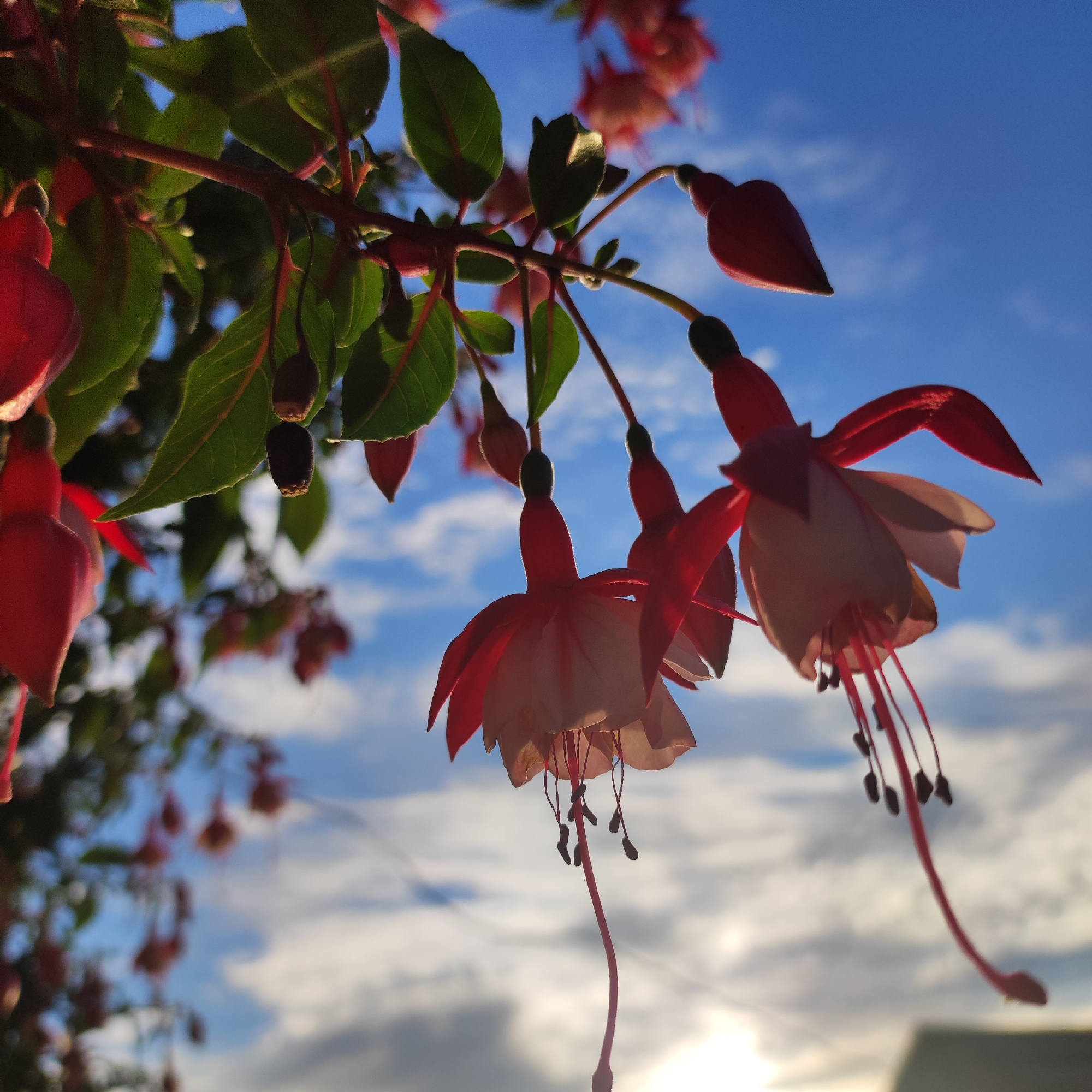 This close-up, low-angle shot captures a cluster of fuchsia flowers blooming against a bright blue sky with scattered white clouds. The flowers, with their delicate red and white petals and long, trailing stamens, hang downwards from a branch, silhouetted against the vibrant sky. Sunlight illuminates the edges of the petals and the leaves, creating a backlit effect. The setting appears to be outdoors, likely in a garden or natural environment, with hints of greenery from the leaves and possibly a building or structure softly blurred in the background. The time of day is suggested to be late afternoon or early evening due to the warm, directional light. There is no visible text in the image.