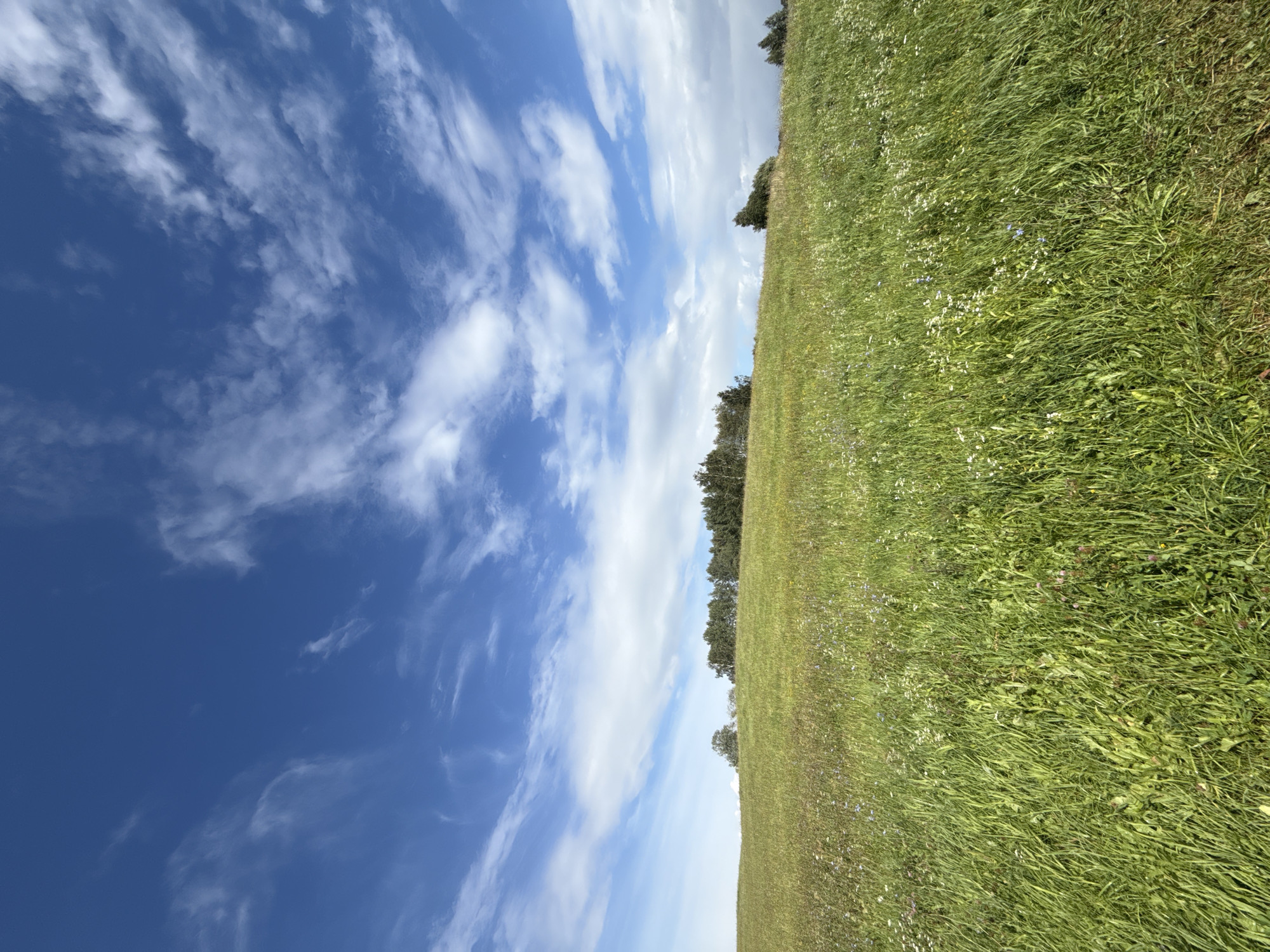The image depicts a lush green meadow under a vibrant blue sky dotted with white, wispy clouds. The foreground is dominated by tall, thick grass with scattered wildflowers in white and blue. The middle ground features a gentle slope leading up to a line of trees forming a dark green horizon. The sky occupies the upper half of the frame, with clouds appearing more dense and layered in the distance, and thinner, streak-like clouds closer to the viewer. The scene is devoid of any people or man-made structures, presenting a natural, open landscape. Based on the provided context, this scene is located in the city of Putiniškės, Lithuania.