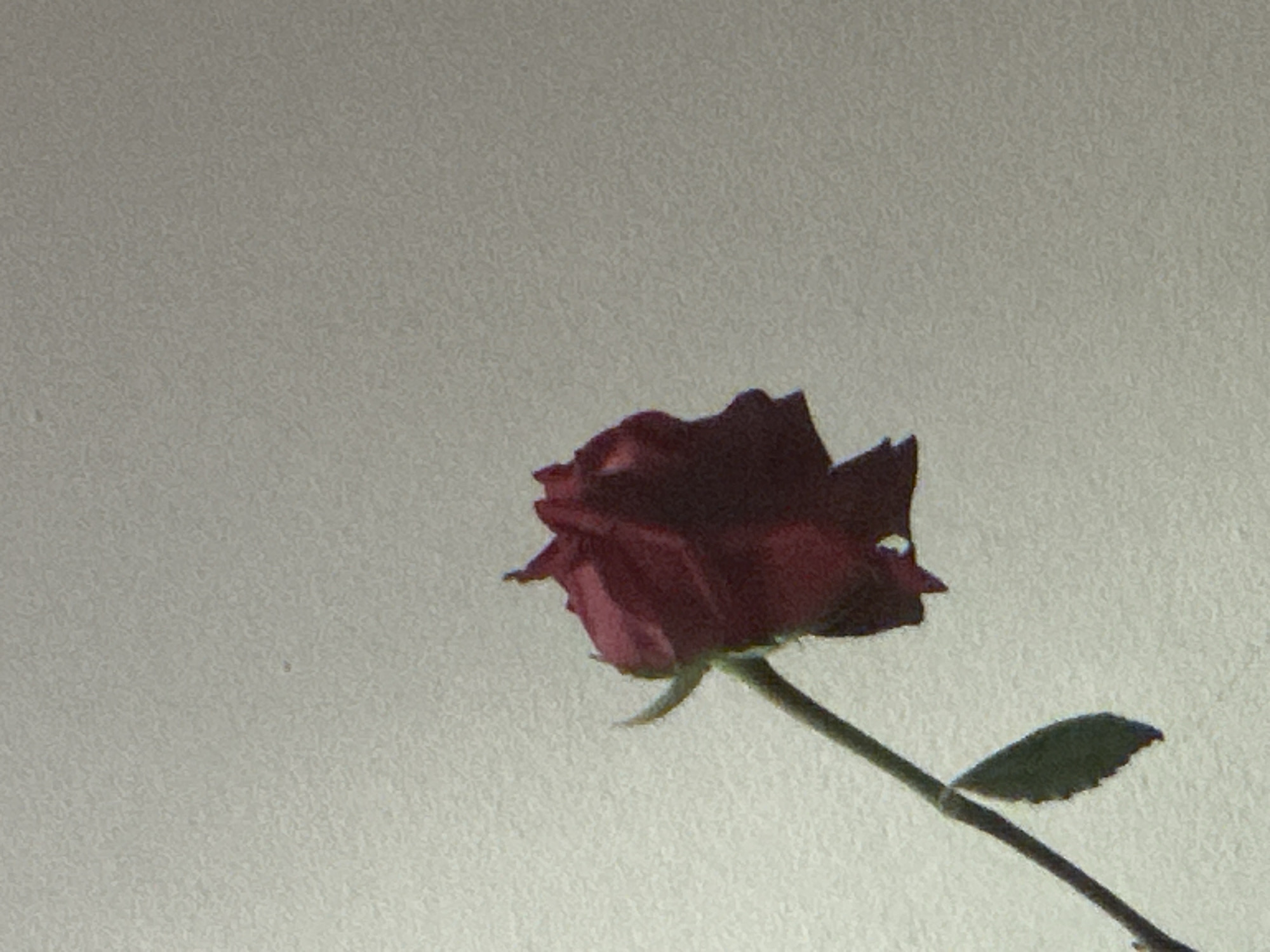 A single, deep-red rose with a stem and a single leaf is positioned against a light gray background with a slightly textured surface. The rose is in the lower right quadrant of the image. The location cannot be determined from the visual information provided.