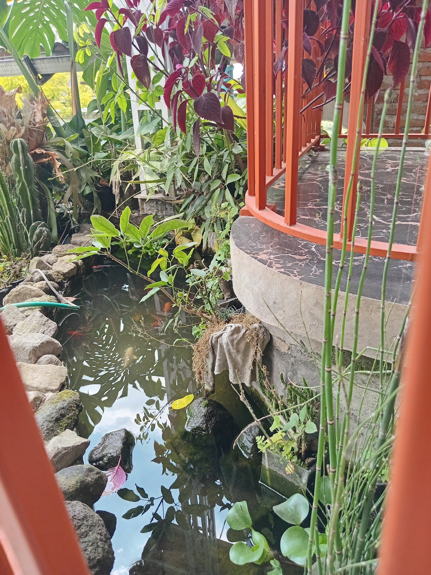 The image depicts a small pond in Claket, Indonesia, surrounded by lush vegetation and a red railing. The pond contains several orange fish and is bordered by natural stones. Various plants, including cacti, ferns, and leafy green and red-leafed varieties, are visible around the pond. Horsetail reeds grow prominently near the pond's edge, adjacent to a marbled surface and a concrete structure. The scene appears to be an outdoor garden or patio area.
