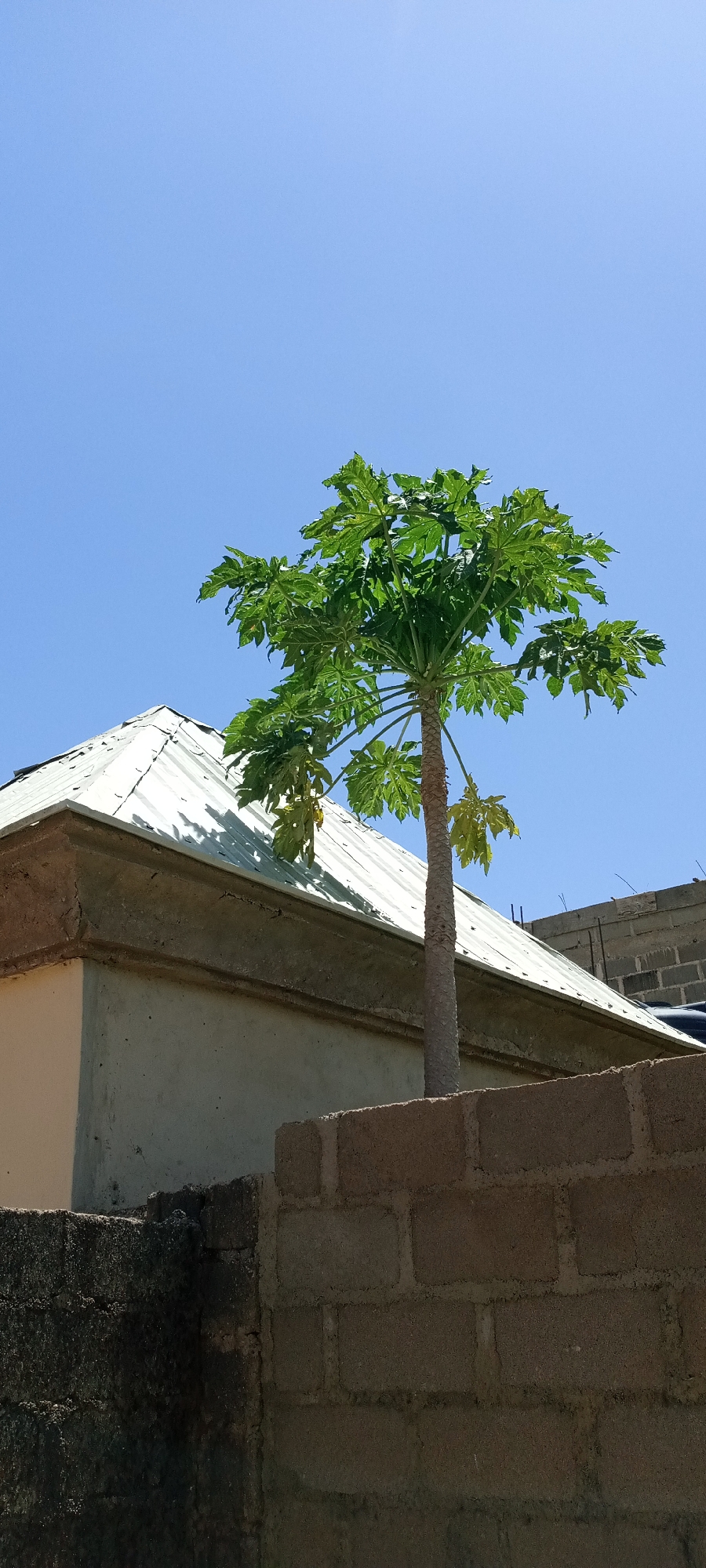 A daytime, wide-angle shot reveals a papaya tree growing behind a rough, grey-brown brick wall, partially obscuring a single-story building with a light grey corrugated metal roof and plastered concrete walls. The sky is a clear, light blue. The location is Jos, Nigeria, based on building styles and vegetation. There are no people visible. The papaya tree's trunk is light grey, with a crown of large, green leaves. A second brick wall is partially visible to the right, and a darker, older wall is to the left.