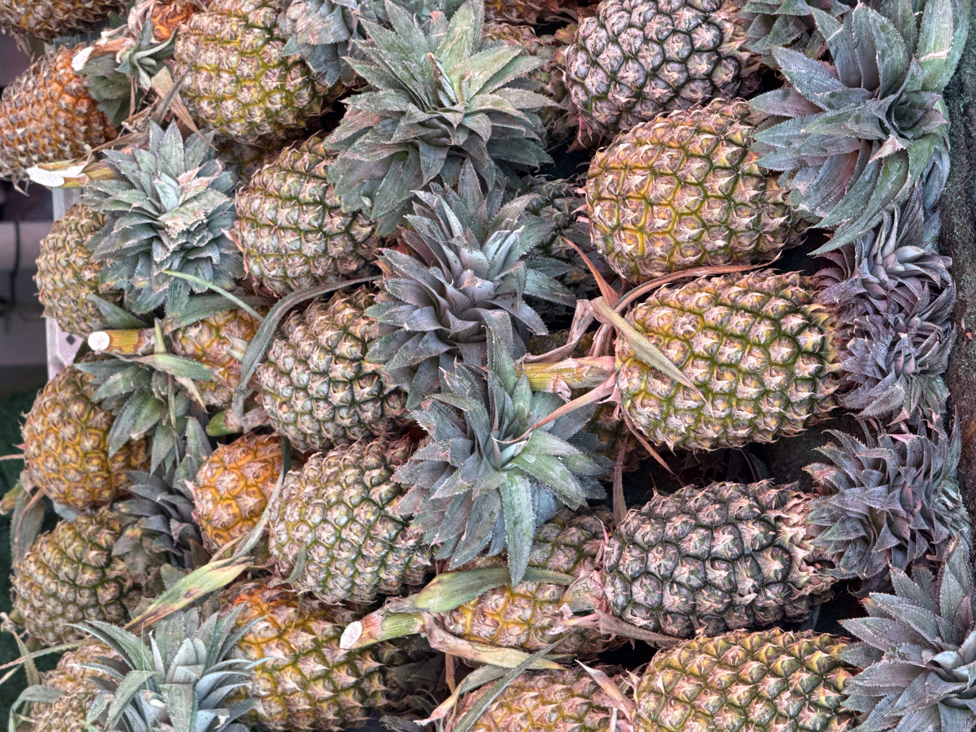 A close-up, overhead view shows a large pile of pineapples in what appears to be an outdoor market setting. The pineapples are varied in color, with some showing a greenish-yellow hue and others a more golden-brown. Their spiky leaves are also visible, some pointing upwards and others lying flat. The texture of the pineapple skin, with its distinct hexagonal patterns, is clearly discernible. The lighting suggests it is daytime, with the sun casting subtle shadows on the fruit. The background is blurred but hints at a stall or display structure. The overall impression is one of abundance and freshness, typical of a tropical fruit market. This scene is consistent with what one might find in a market in the Ko Samui District of Thailand, known for its tropical produce.