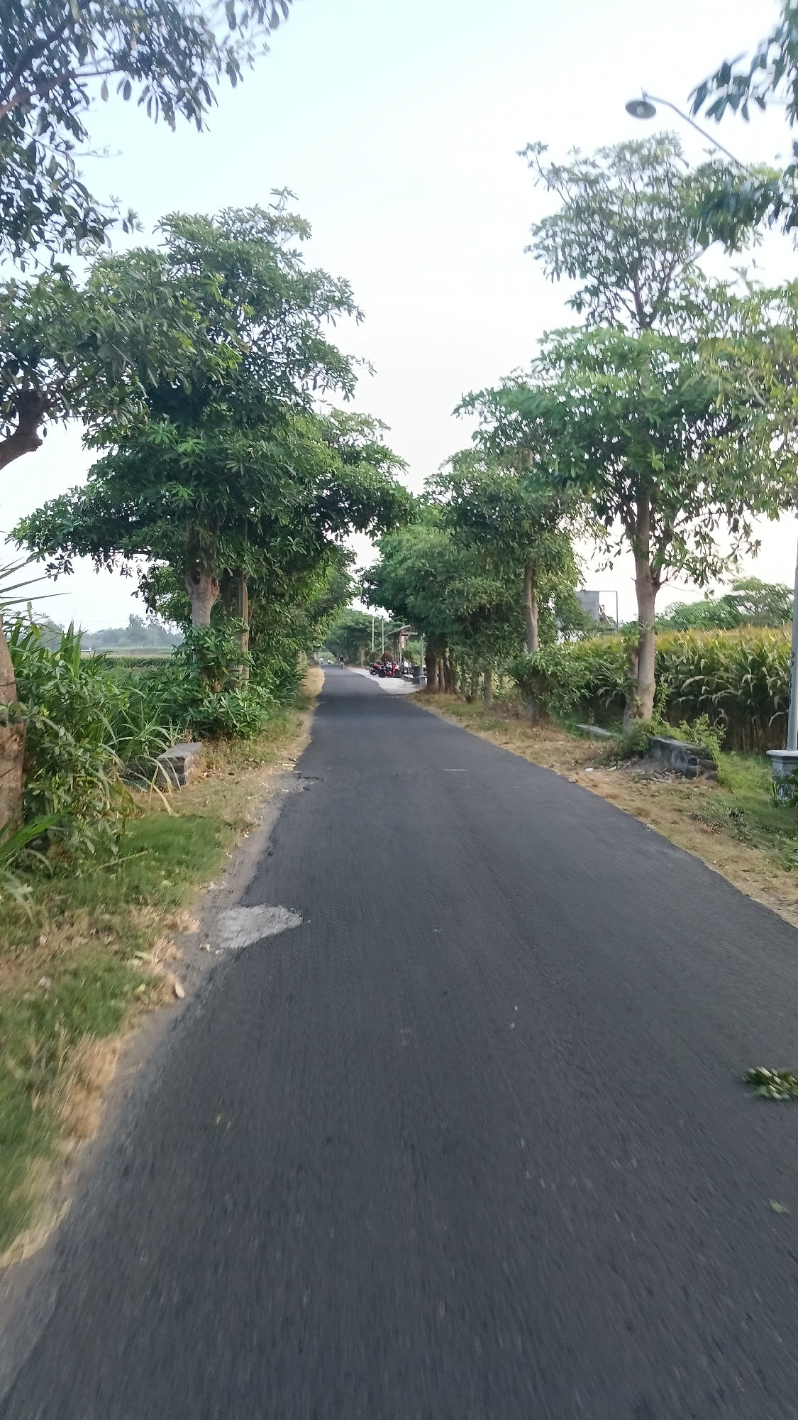 An eye-level, vertical, medium shot captures a paved road lined with trees on both sides, leading into the distance. The road surface is dark grey asphalt with some patches of lighter grey and small debris scattered on it. To the left of the road, lush green vegetation and tall grasses grow, interspersed with the trunks of trees. On the right, more trees form a dense line, with a field of tall, green crops, possibly corn, visible behind them. In the distance, a few motorcycles are parked near a small building, and a street light stands tall amongst the trees. The sky above is a pale, hazy blue. The scene appears to be in a rural or semi-rural area, consistent with the outskirts of Nambaan, Indonesia.