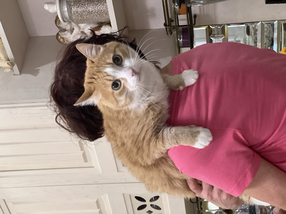 A domestic short-haired cat, predominantly orange with white markings on its face, chest, and paws, is depicted resting on the left shoulder and upper back of a person in an indoor setting in Chaikovsky, Russia. The cat has greenish-yellow eyes and a pink nose, looking directly forward. Its front paws are draped over the person's shoulder. The person is viewed from behind, wearing a bright pink short-sleeved t-shirt, and has dark, disheveled hair. The background features light-colored wooden kitchen cabinets on the left with a decorative cutout on a lower panel. On the upper right, a white open shelf holds two small, beige cherub-like figurines and a lidded clear glass jar containing light-colored granules. Below the shelf, a metal wall-mounted rack with two small, cylindrical containers (one purple, one orange) is visible above a reflective surface, possibly a mirror or glossy backsplash, showing segmented reflections. The scene is illuminated by artificial indoor lighting.