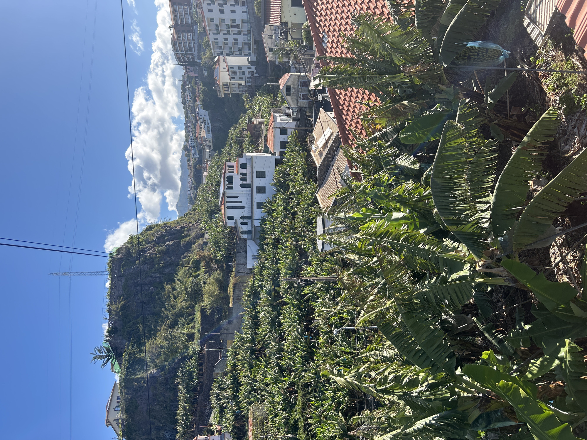The image depicts a hillside in the city of Câmara de Lobos, Portugal, densely populated with banana trees. Scattered among the greenery are residential buildings, some with white facades and others with red-tiled roofs. In the background, taller apartment buildings are visible. Above the hill, a blue sky is partially obscured by clouds. An electrical tower stands on the left side of the image, with power lines stretching across the sky.