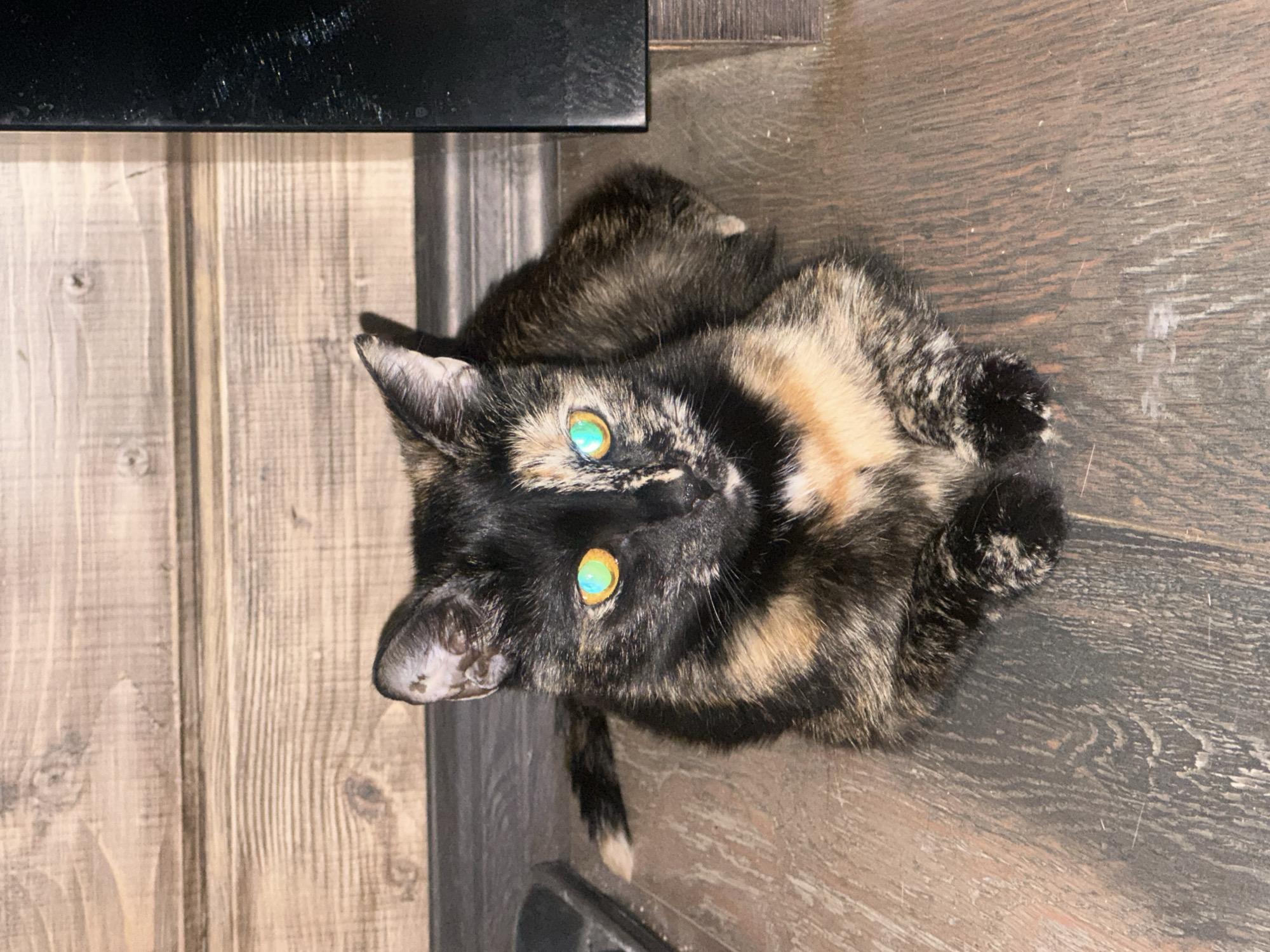 A calico cat with striking green eyes is lying on a wooden floor in what appears to be a domestic setting in Virki, Russia. The cat's fur exhibits a patchy distribution of black, tan, and cream colors. The background consists of a wooden paneled wall and a dark, possibly metallic, object to the right. The floorboards are visible and show a wood grain pattern. There are no people present in the image.