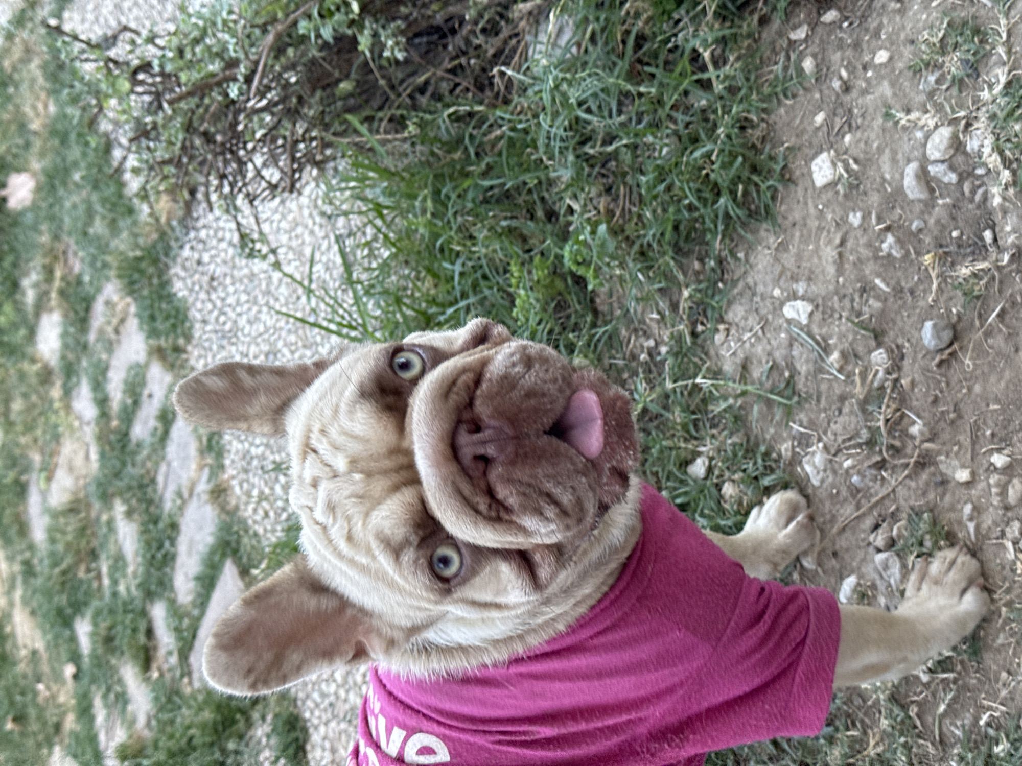 A light tan French Bulldog, wearing a bright pink t-shirt with white lettering, stands on a dirt and gravel path with sparse green grass and small grey stones. The dog's tongue is sticking out of its mouth, and it is looking directly at the camera. In the background, there is more grass and a small bush. The scene appears to be outdoors, possibly in a park or backyard.