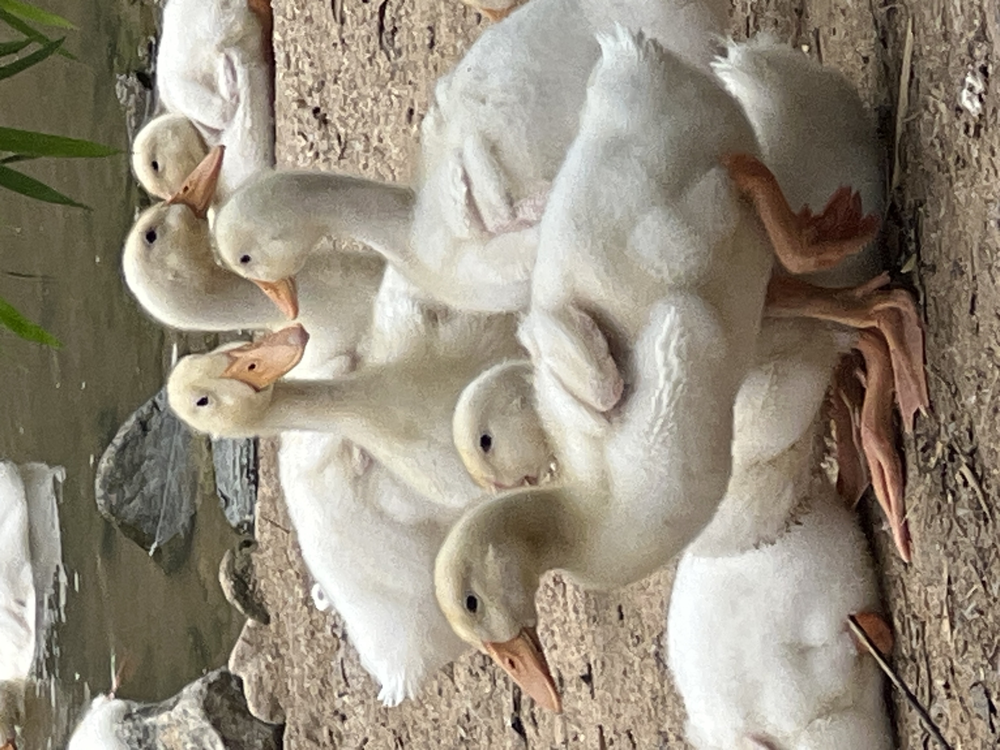 A group of young white ducks are gathered on a dirt and pebble-covered ground near a body of water. The ducks have yellow beaks and dark eyes. Several ducks are standing, while others are resting on the ground. One duck in the foreground is standing with its legs visible, showing its webbed feet. In the background, a few more white ducks are visible, some resting in the shallow water. The environment suggests a natural habitat, possibly a park or a wildlife area. The image does not contain any elements that can be used to determine its location in the city of Đà Nẵng, Vietnam.