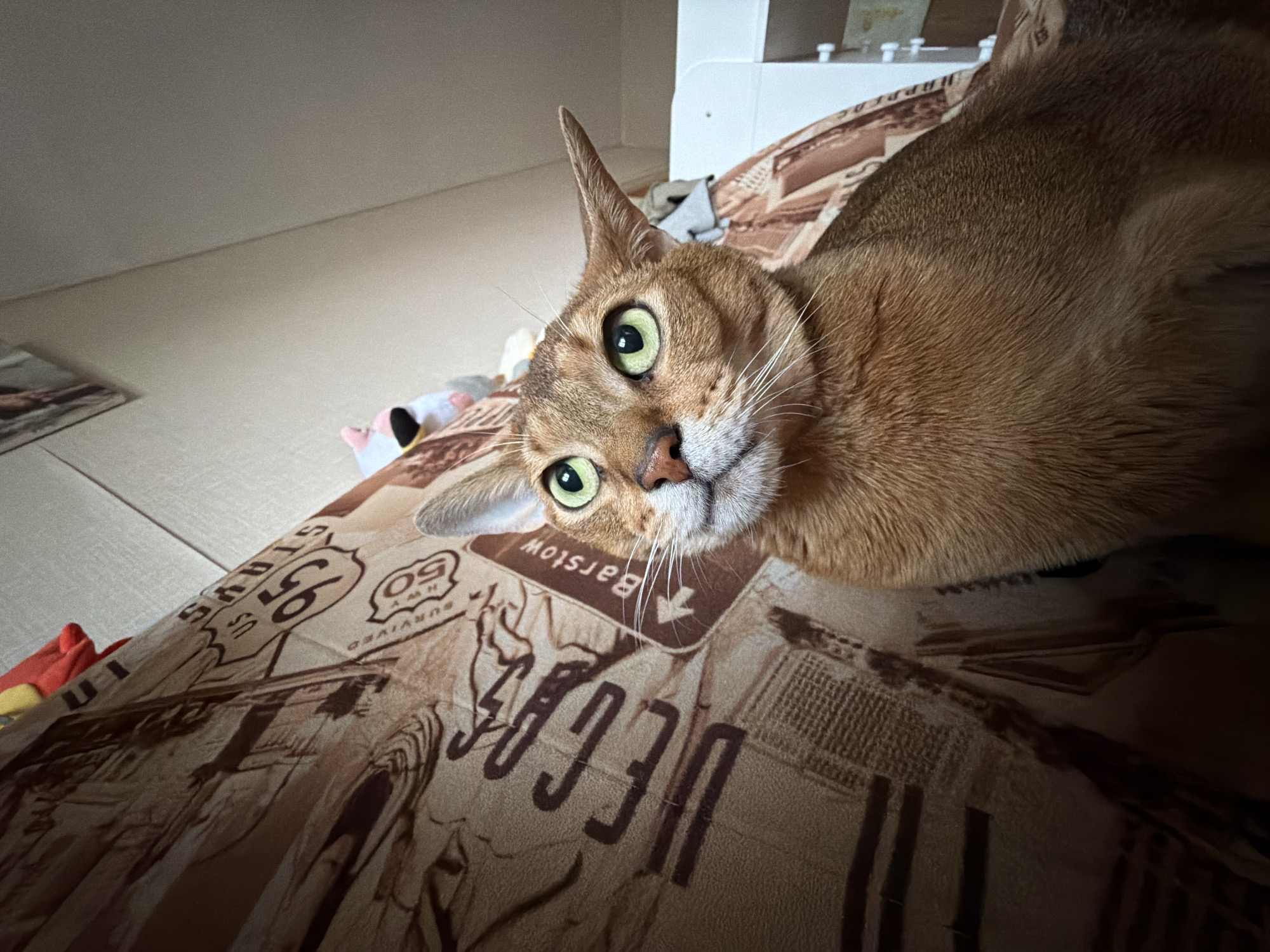 A medium shot of a tawny cat with large, green eyes is shown reclining on a brown and beige blanket with Route 66 themed graphics. The cat has pointed ears and long, white whiskers. Part of a white cabinet is visible in the background to the upper right. The photo was taken at a low angle. There is nothing in the image to indicate that the image was taken in Chaikovsky, Russia.