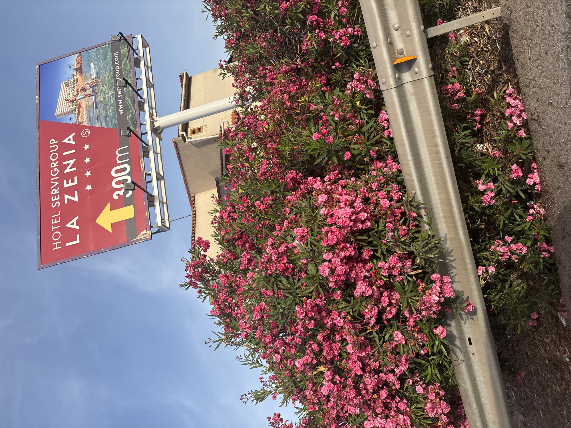 This image captures a billboard for "HOTEL SERVIGROUP LA ZENIA" situated in Urbanización La Cenia, Spain. The billboard, predominantly red, features text indicating the hotel's name, a star rating, an arrow pointing left, and the distance "300m." A photograph of a hotel with a beach and people on a paddleboard is displayed on the right side of the billboard, along with a website address. The billboard is supported by a metal structure. In the foreground, a vibrant bush with numerous small pink flowers and green leaves is visible, partially obscuring a silver metal guardrail that runs horizontally across the lower portion of the image. Behind the bush, a light-colored building with a red-tiled roof can be seen. The sky is a clear blue.