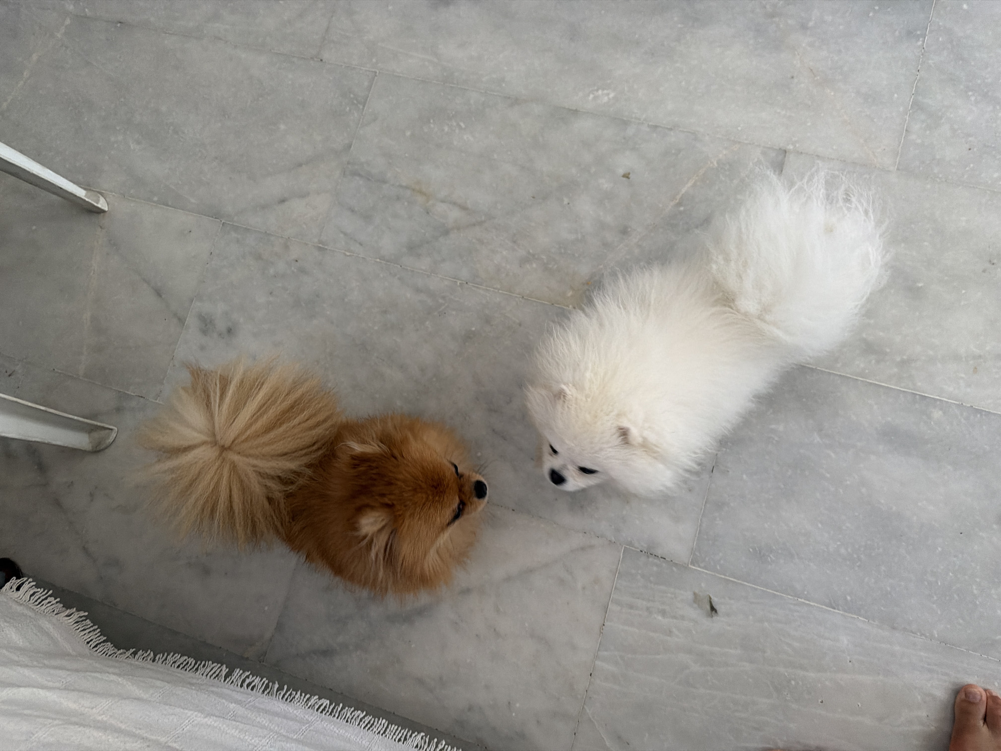 Two Pomeranian dogs are on a marble floor. One dog, a light brown color, is facing downwards, its head slightly turned to the left. The second dog, white in color, is facing upwards, its head tilted slightly to the right. The floor is tiled with light gray marble. A white fabric with fringes is visible on the left edge of the image. A portion of a white metal chair leg is present in the upper right corner. There is no discernible indication of the location being in Marmaris, Turkey.