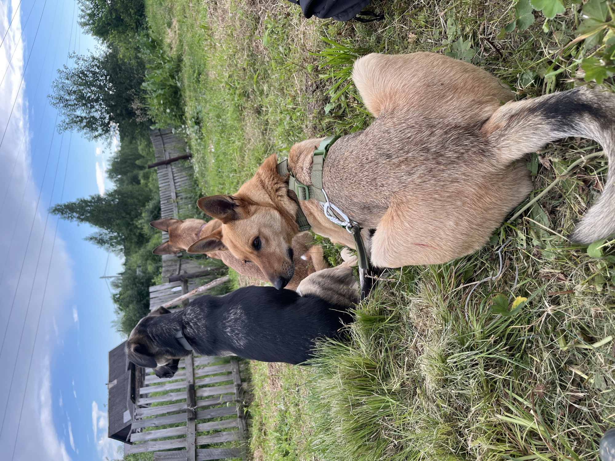 In Nizhny Tagil, Russia, three dogs are situated outdoors on a grassy area near a weathered wooden fence. The dog in the foreground is light brown with a green harness, resting on its hindquarters with its tail curled. Behind it, a medium-sized dog with reddish-brown fur is also seated, facing away from the camera. To the left, a black and grey dog with a grey collar is sitting upright, also facing away. The background features a rustic wooden structure, trees, and a cloudy sky. The scene appears to be in a rural or semi-rural setting.