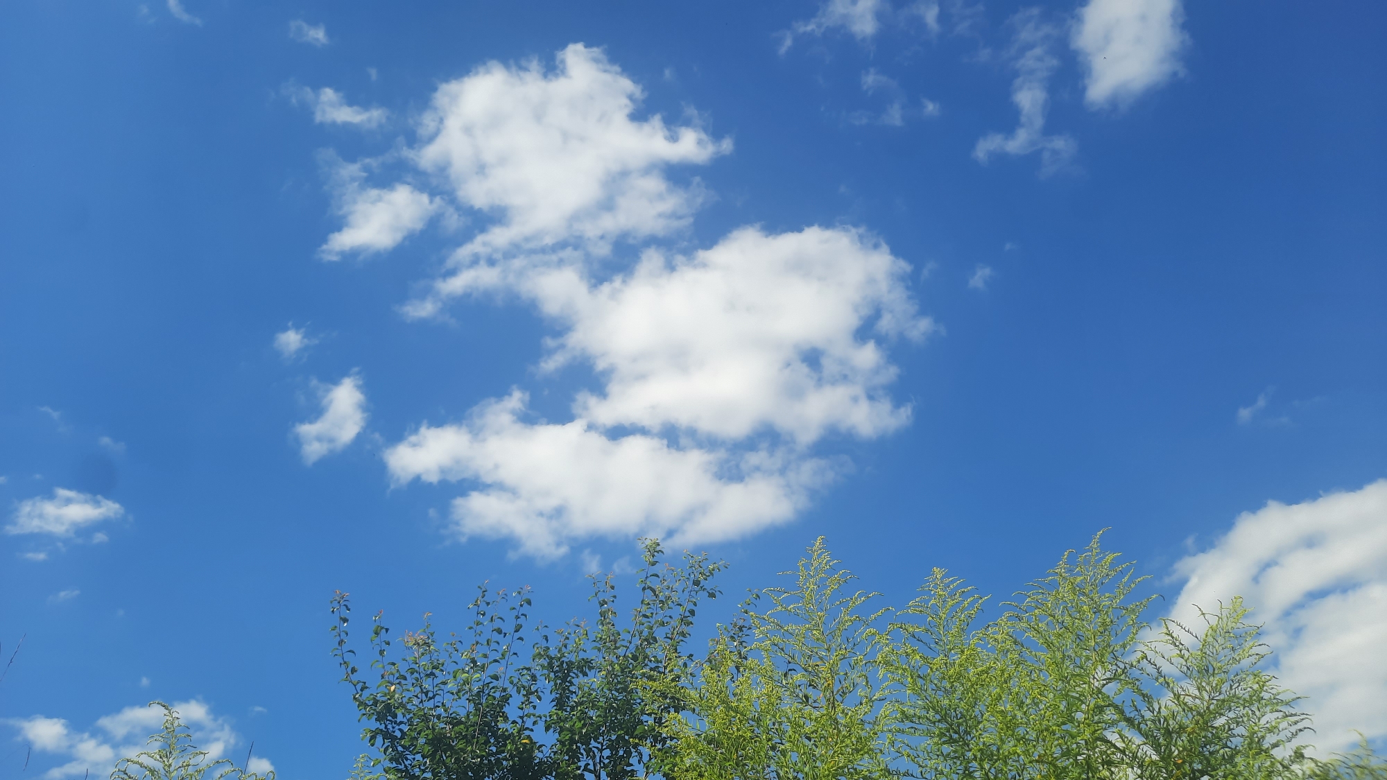 The image shows a bright blue sky with scattered white clouds. In the foreground, the tops of several green trees are visible. The foliage is dense and appears lush, with sunlight filtering through the leaves. The overall impression is a clear, sunny day. The image was captured in the city of Shklov, Belarus. There are no people or specific man-made structures clearly visible.