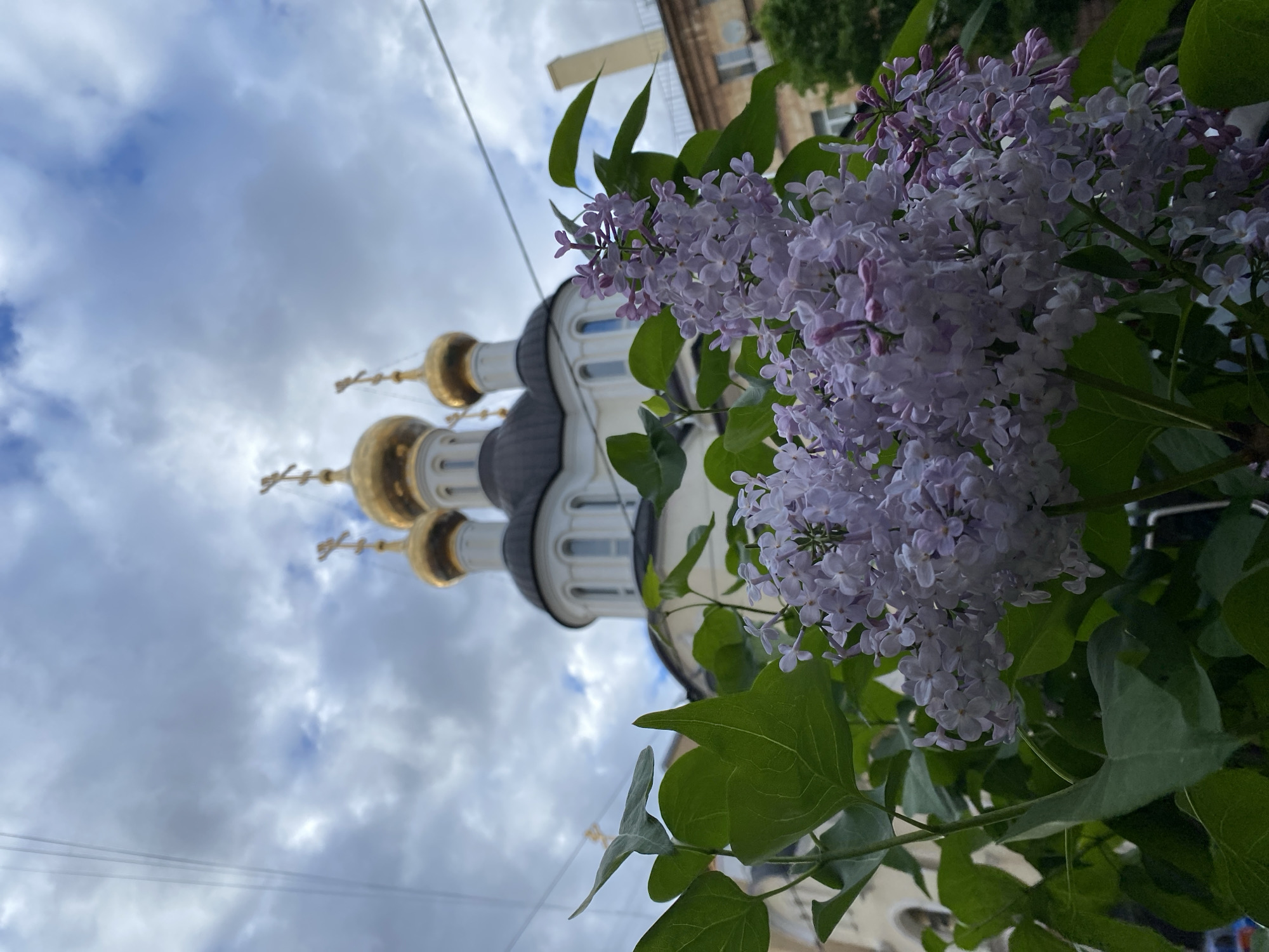 A low-angle, vertical shot showcases the Novodevichy Convent in Saint Petersburg, Russia, partially obscured by blooming lilac bushes in the foreground. The sky is overcast, with grey and white clouds dominating the left side of the frame. The golden domes and grey roofs of the convent rise towards the sky, providing a contrasting backdrop to the purple flowers and green leaves of the lilacs. Parts of a building are visible behind the flowers and to the right.