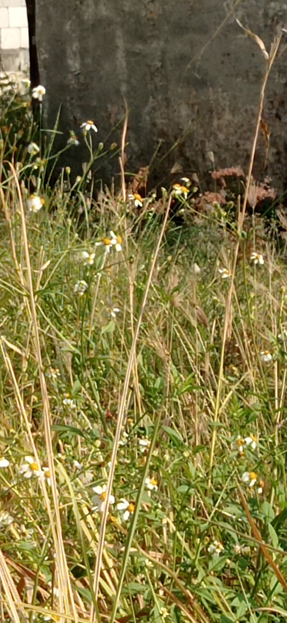 The image depicts a close-up view of a patch of wild flowers and tall grasses in Suruh, Indonesia. The flowers are small with white petals and yellow centers, typical of a daisy-like variety. They are interspersed among lush green grass stalks and some dried, straw-like grass stems. In the background, a rough, textured, gray wall is visible, possibly a building's exterior. The lighting suggests it is daytime, with sunlight illuminating the vegetation. No people or animals are present in the frame. The scene is natural and overgrown, hinting at an uncultivated area.