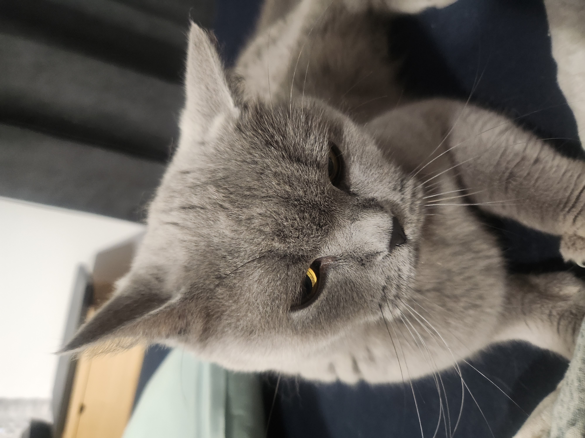A close-up shot focuses on the face of a grey cat, with its head tilted downwards. The cat has striking yellow eyes and prominent white whiskers. The background is blurred, showing dark grey curtains on the right and a light-colored object on the left, possibly a pillow. A wooden surface is visible in the upper left corner. The scene appears to be indoors, likely a domestic setting, and there is no indication of the cat's location within Tsarevo, Bulgaria.