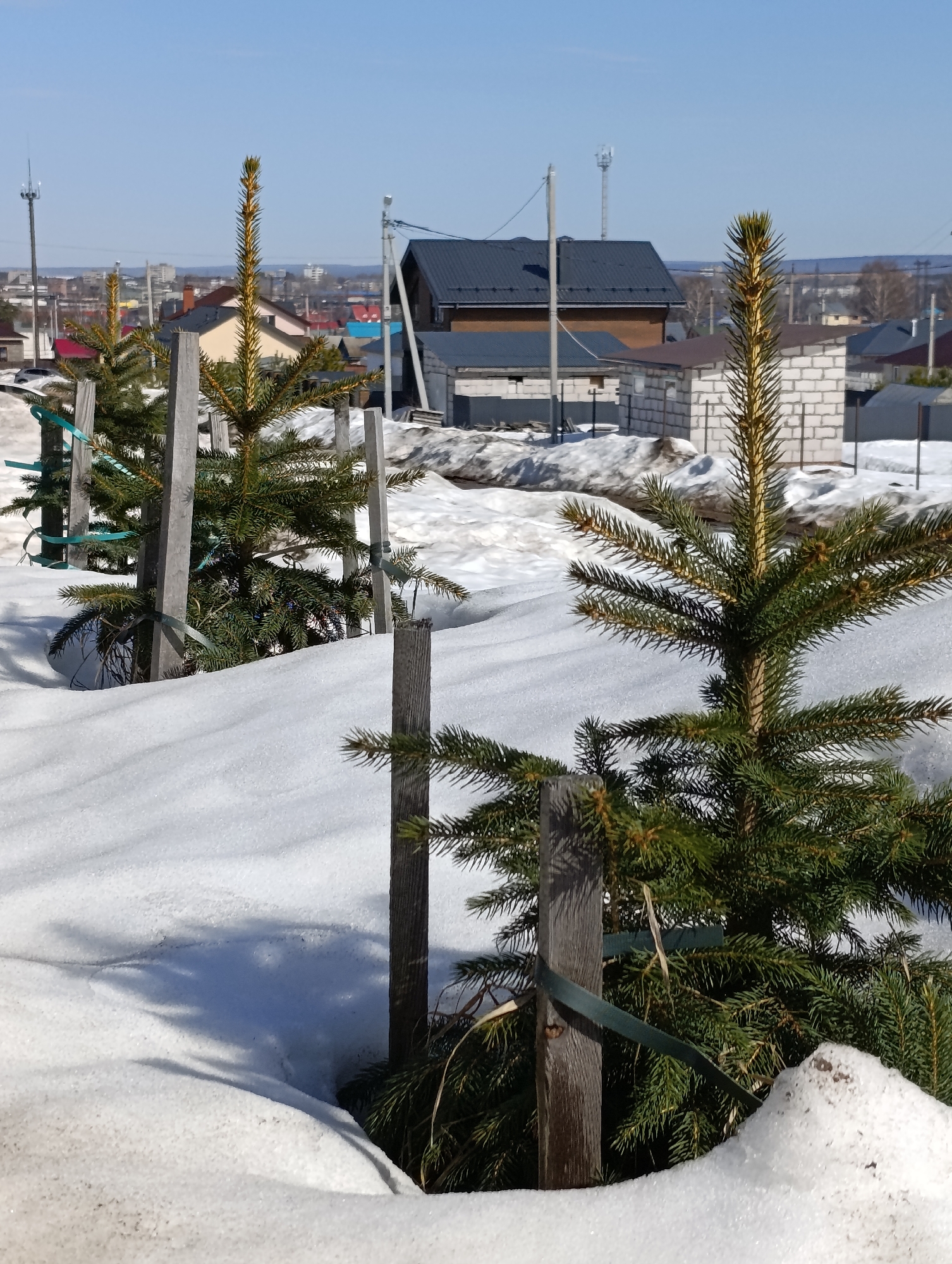 The image displays a late winter or early spring scene in a residential or semi-residential area of Chaikovsky, Russia, under a clear blue sky. The foreground and midground are dominated by a substantial layer of white snow, showing drifts and uneven topography. Several young conifer trees, likely spruce or fir saplings, are visible in a row, receding from right to left. Each tree is supported by one or more vertical wooden stakes, to which the tree's trunk is secured by green or dark-colored fabric straps. Shadows of the trees and stakes are cast onto the snow, indicating a low sun angle.
The background features a collection of buildings. Immediately behind the snow, a structure with a dark, gabled roof and white brick walls is partially visible, adjacent to another building with a similar dark roof and brown walls. Further in the distance, a cluster of residential houses with varied roof colors (including red, blue, and brown) can be identified. Beyond these, a more urbanized skyline with taller, indistinct buildings is apparent. Utility poles with overhead lines are present throughout the background. Two tall communication towers, equipped with antennae, are visible against the sky, one on the left behind the houses and another further right. The distant horizon reveals a line of bare deciduous trees and a gradient of blue sky. No individuals are present in the scene.