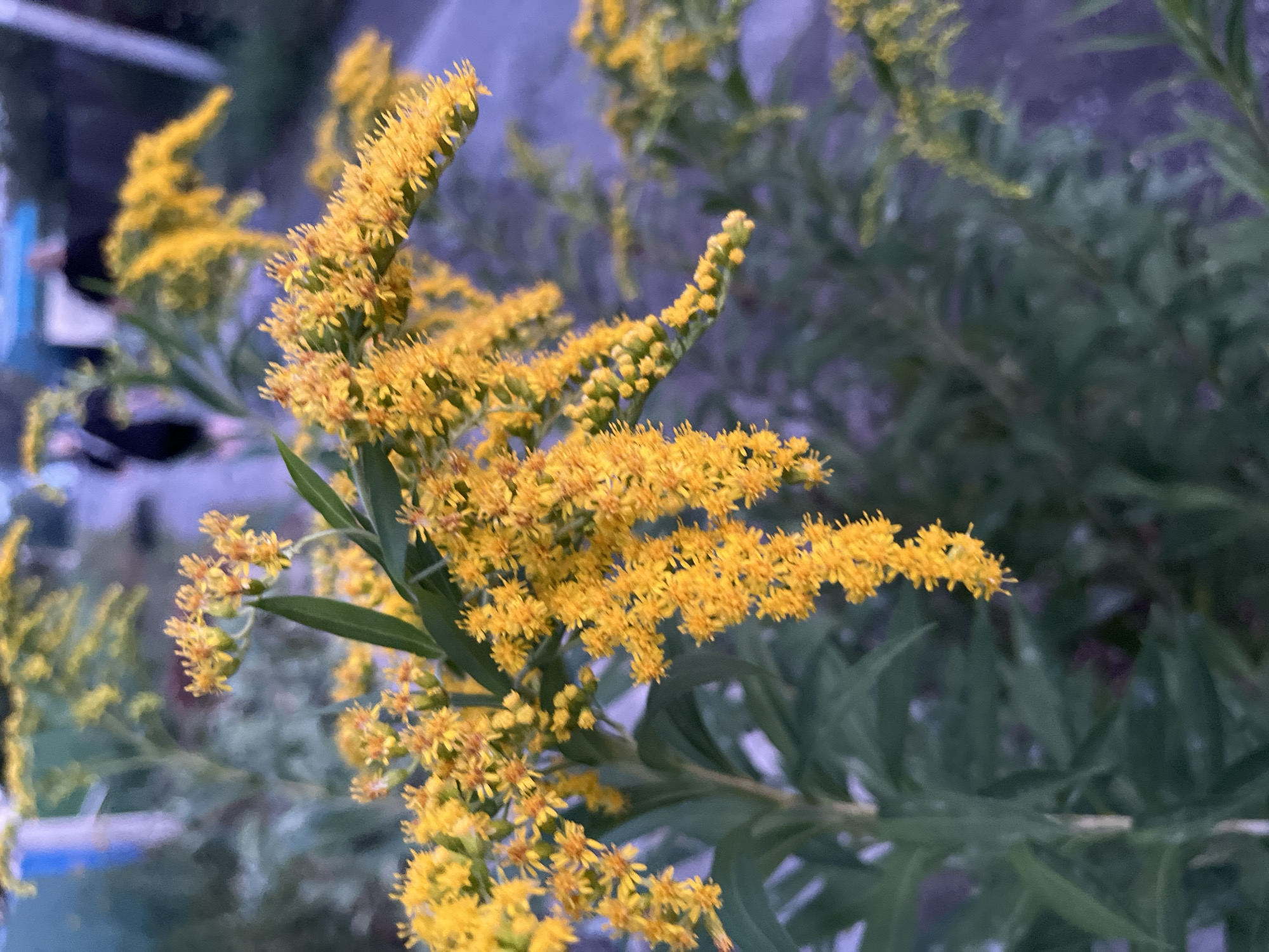 The image shows a close-up of a cluster of bright yellow flowers, likely goldenrod, against a blurred background of green foliage. In the distance, two figures are visible walking on a paved path. The overall lighting suggests it is late afternoon or early evening. The scene is set outdoors, likely in a park or a natural area within a city. However, the specific location in Saratov, Russia, cannot be determined from the visual information alone.