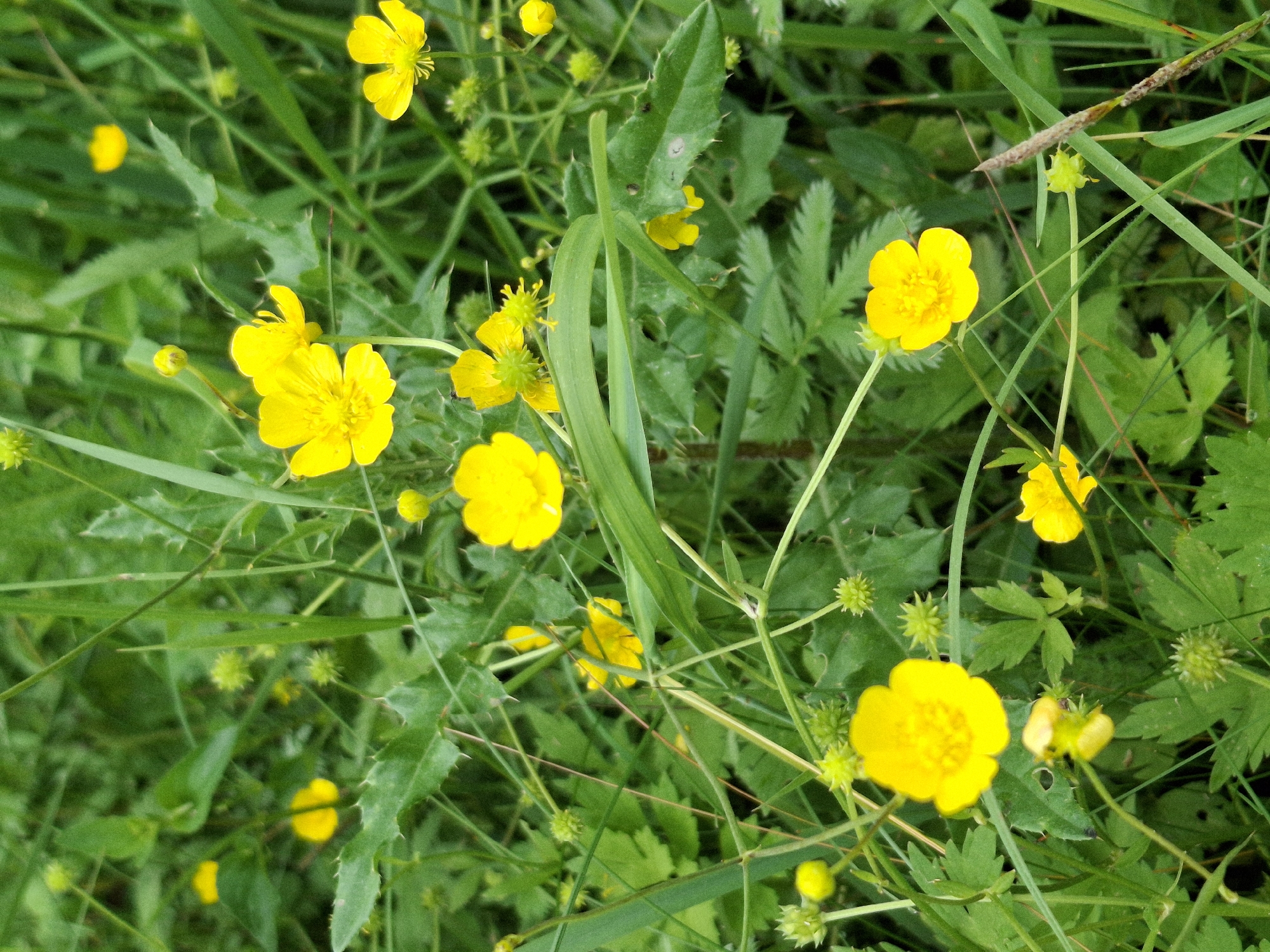 A close-up, eye-level shot captures a cluster of bright yellow buttercup flowers amidst lush green foliage. The buttercups, with their glossy petals and intricate centers, are the focal point, some fully bloomed while others are still in bud. Interspersed among the flowers are spiky, green seed pods, adding textural contrast to the scene. The background is a blur of various green leaves and stems, suggesting a natural outdoor setting. The image depicts a vibrant patch of wild flora in an area that could be located within Дубровенскі сельскі Савет, Belarus, possibly a meadow, field, or roadside verge. There are no people or animals present.