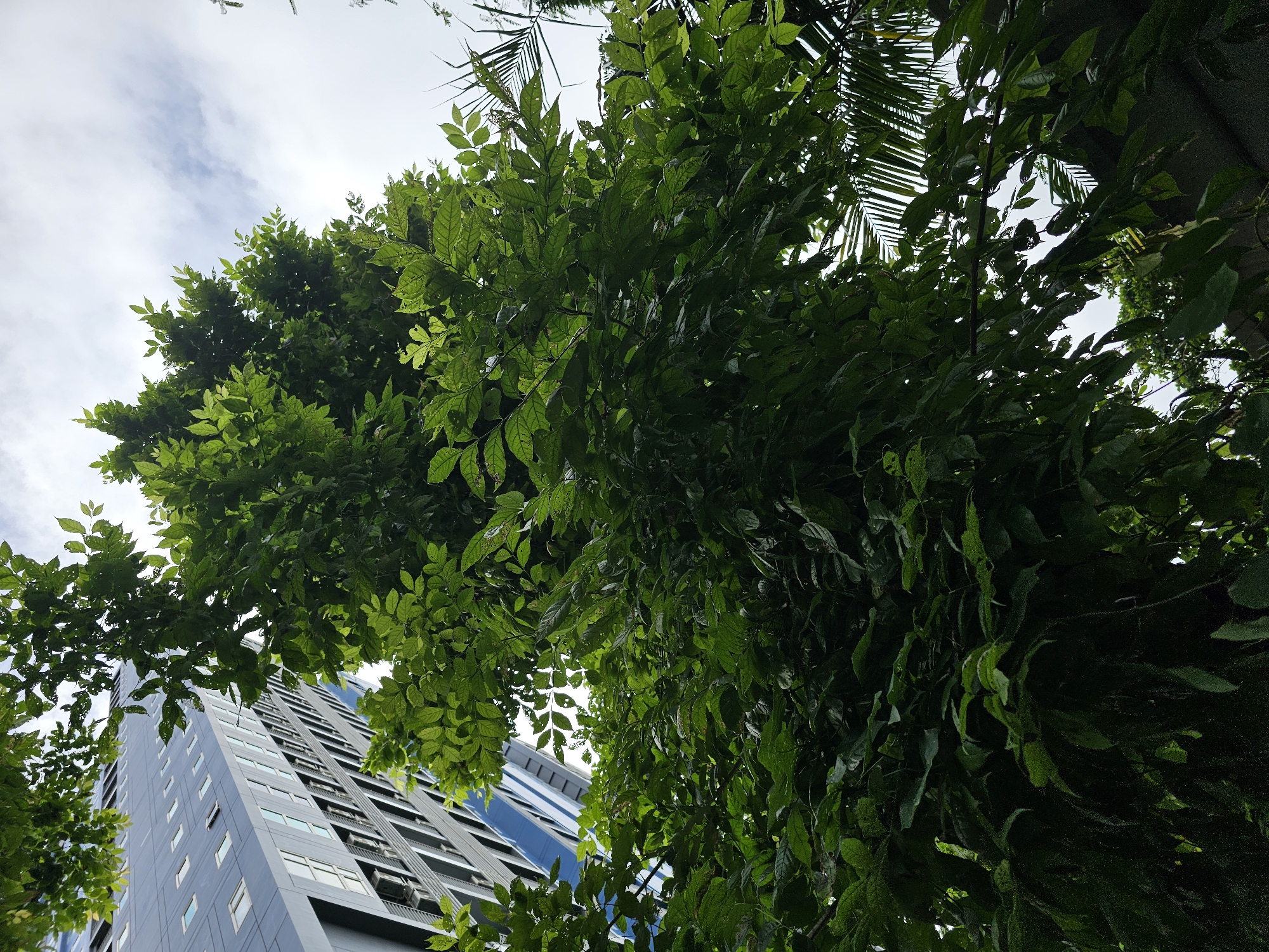 The image is a low-angle shot looking up at a modern, multi-story building and lush green trees in Bangkok, Thailand. The building is tall and slender, with a gray facade and rows of windows. The trees are dense and leafy, with sunlight filtering through their branches. The sky is partly cloudy, with a bright, overcast appearance. The scene suggests an urban environment where nature and modern architecture coexist.