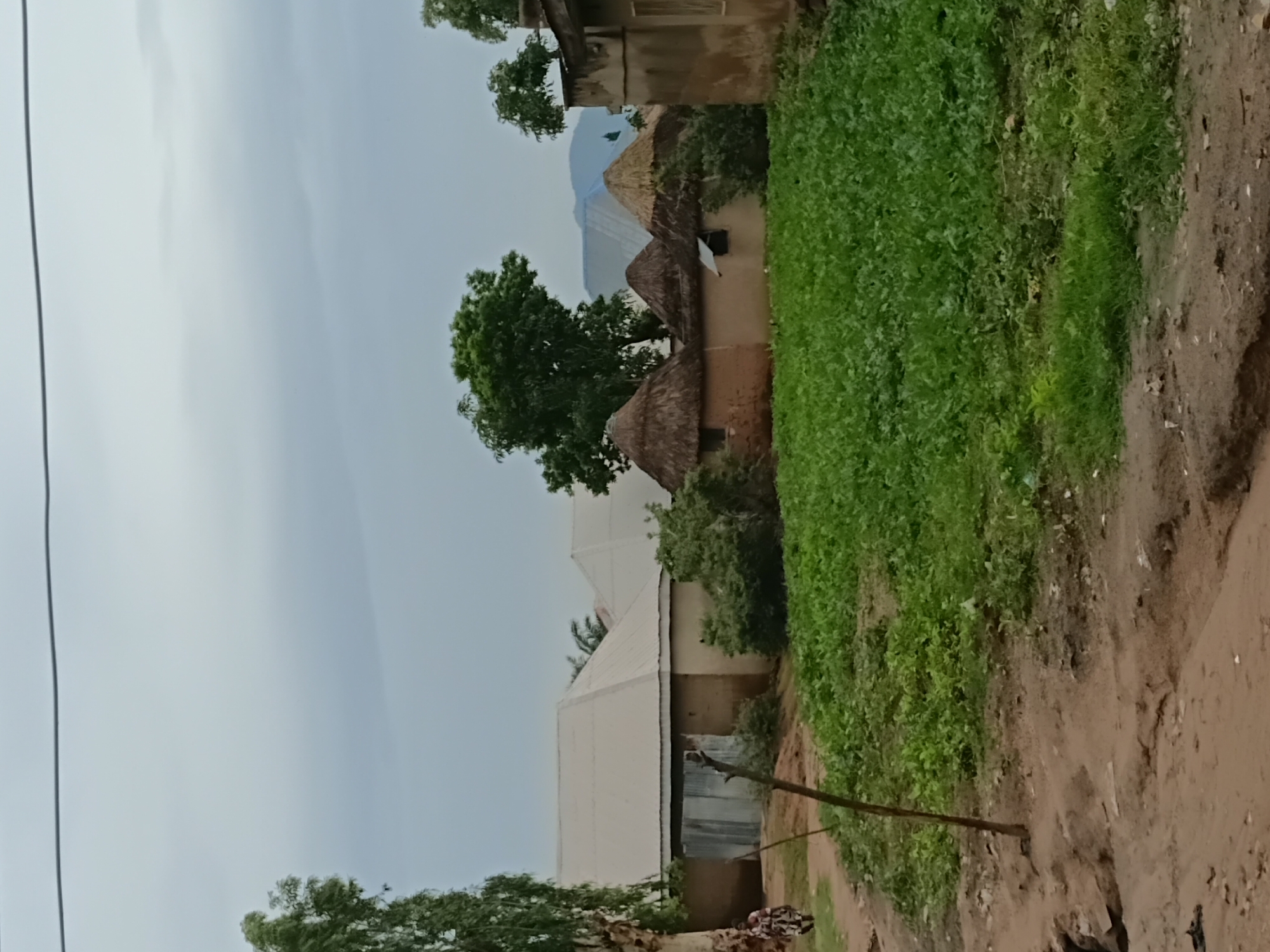 The image depicts a rural scene in Jalingo, Nigeria, likely on an overcast day given the diffused lighting. The foreground is dominated by a dirt path and a lush green field of crops, possibly vegetables or leafy greens, which occupies the lower half of the frame. In the mid-ground, a cluster of traditional thatched-roof huts with mud walls are visible, interspersed with more modern structures that have corrugated metal roofs. Behind these structures, a large tree with green foliage stands prominently. To the left, a woman in a patterned dress walks along the dirt path, indicating human presence and activity. The background shows more buildings and a faint outline of hills or mountains. The overall impression is one of a developing rural community with a mix of traditional and modern housing.