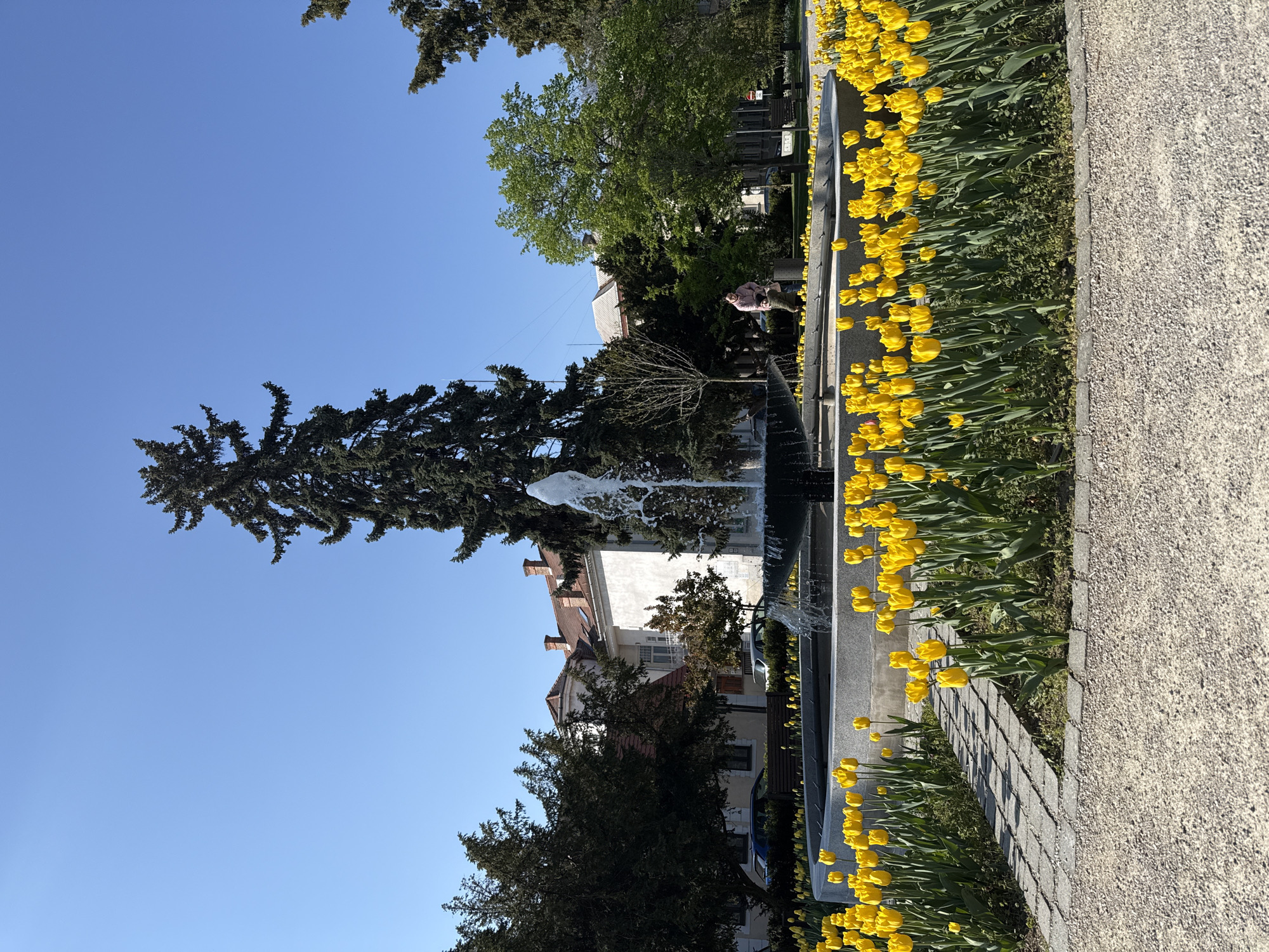 The image captures a vibrant spring day in a public space, likely a park or square, in Trnava, Slovakia. The scene is dominated by a long, rectangular flower bed filled with numerous bright yellow tulips in full bloom, extending along the right side of the frame. Adjacent to the tulip bed is a light-colored gravel path, suggesting a pedestrian area.
To the left of the tulips, a modern-looking, rectangular fountain features multiple jets spraying water upwards, creating white plumes. Beyond the fountain, a grey paved path, possibly made of cobblestones, is visible.
Several trees are present, including a prominent, very tall coniferous tree with dark green foliage on the left side. Other deciduous trees with fresh green leaves mark the arrival of spring. In the background, behind the trees and fountain, stand multi-story buildings with light-colored facades and traditional reddish-brown tiled roofs, some featuring multiple chimneys, indicative of European architecture.
One individual, appearing to be a woman, is visible in the middle ground near the fountain. She wears a light-colored jacket and dark trousers and seems to be resting or observing the surroundings, possibly seated on a bench. The overall atmosphere is serene and inviting, suggesting a pleasant day for leisure and enjoyment of nature. A partially visible red circular road sign and an unreadable white information sign with indistinct text are present in the mid-ground, behind the person. The clear blue sky and bright daylight suggest a sunny morning or early afternoon.