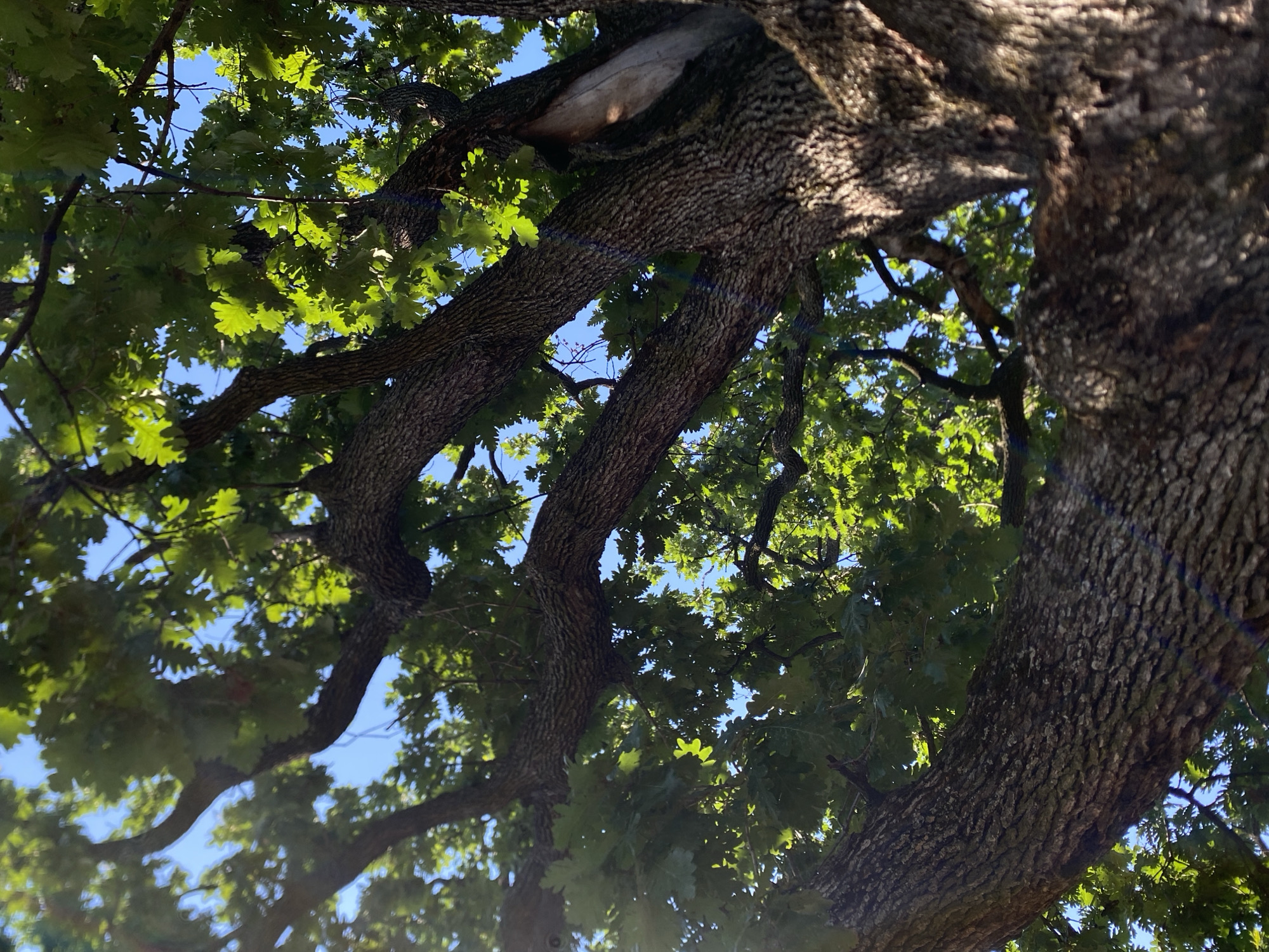 The image shows a low-angle view looking up into the canopy of a large, old oak tree against a clear blue sky. The thick, gnarled bark of the tree's trunk and branches is textured and rough. Sunlight filters through the dense green leaves, creating bright highlights and dappled shade. Some branches are thick and substantial, while others are thinner and extend outwards. There is a visible hollow or cavity in the bark on one of the larger branches. The overall impression is one of natural beauty and the age of the tree. This scene is likely located in the city of Arandjelovac Municipality, Serbia, given the prompt's context, where such mature oak trees are common in parks and natural areas.