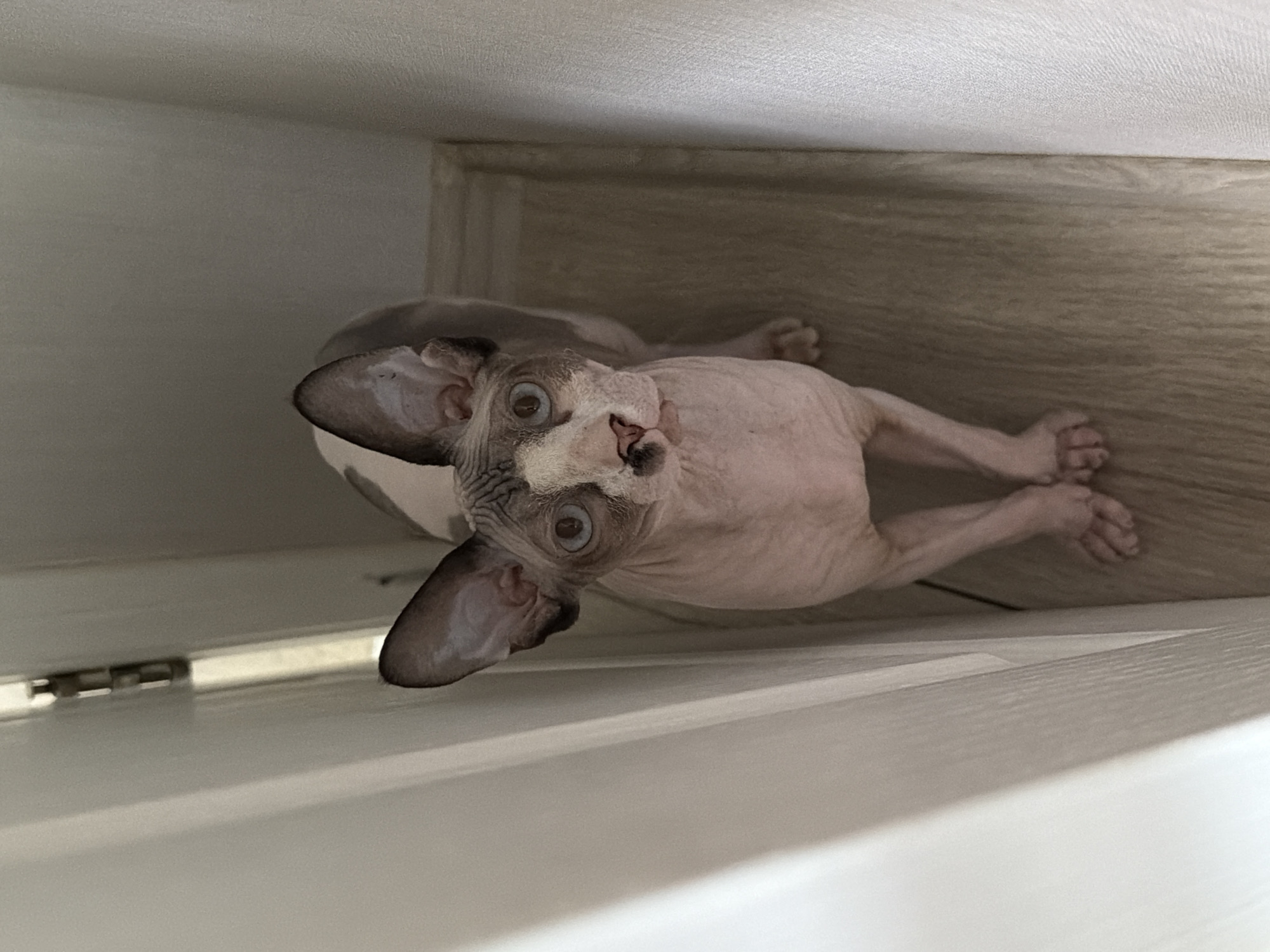 A Sphynx cat stands on a wooden floor, positioned in a narrow hallway between two walls. The cat is facing the camera, its large ears are perked up, and its blue eyes are wide open. Its pink skin is visible, with some darker markings on its head and back. The hallway has white walls, and a door hinge is visible on the left side of the image. The lighting is neutral, casting soft shadows.
