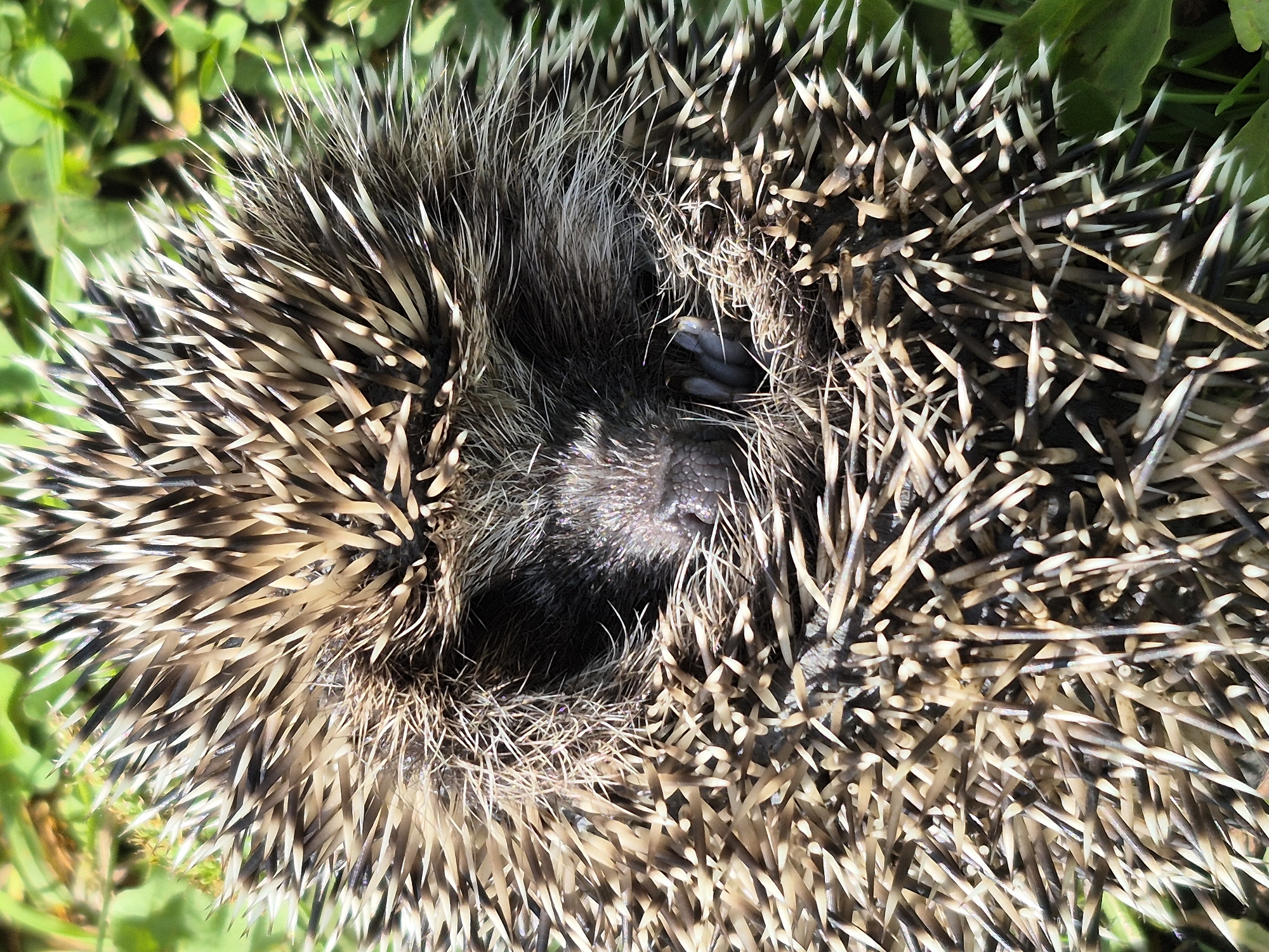 The image shows a close-up, overhead view of a hedgehog curled into a ball, its spines covering its body. The hedgehog's head is visible in the center, with its eyes closed and its nose slightly pointed. The spines are a mix of brown, tan, and white, with sharp tips. The hedgehog is nestled amongst green grass and leaves, suggesting it is outdoors in a natural environment. There are no people or man-made objects visible in the image. The lighting suggests it is daytime, with sunlight casting shadows on the spines. The image does not provide any information about the location in the city of Сарс, Russia.