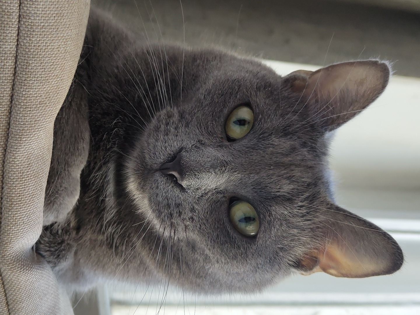 A close-up, eye-level, medium shot captures a grey cat with bright green eyes. The cat is facing forward, with its head and shoulders filling most of the frame. Its ears are perked up, and its whiskers are long and prominent. The cat is resting on a textured, light-colored surface, possibly a cushion or sofa. The background is softly blurred, with hints of a window and natural light suggesting an indoor setting. The lighting is soft and diffused, highlighting the cat's fur and facial features. The image has a shallow depth of field, with the focus sharply on the cat's face.