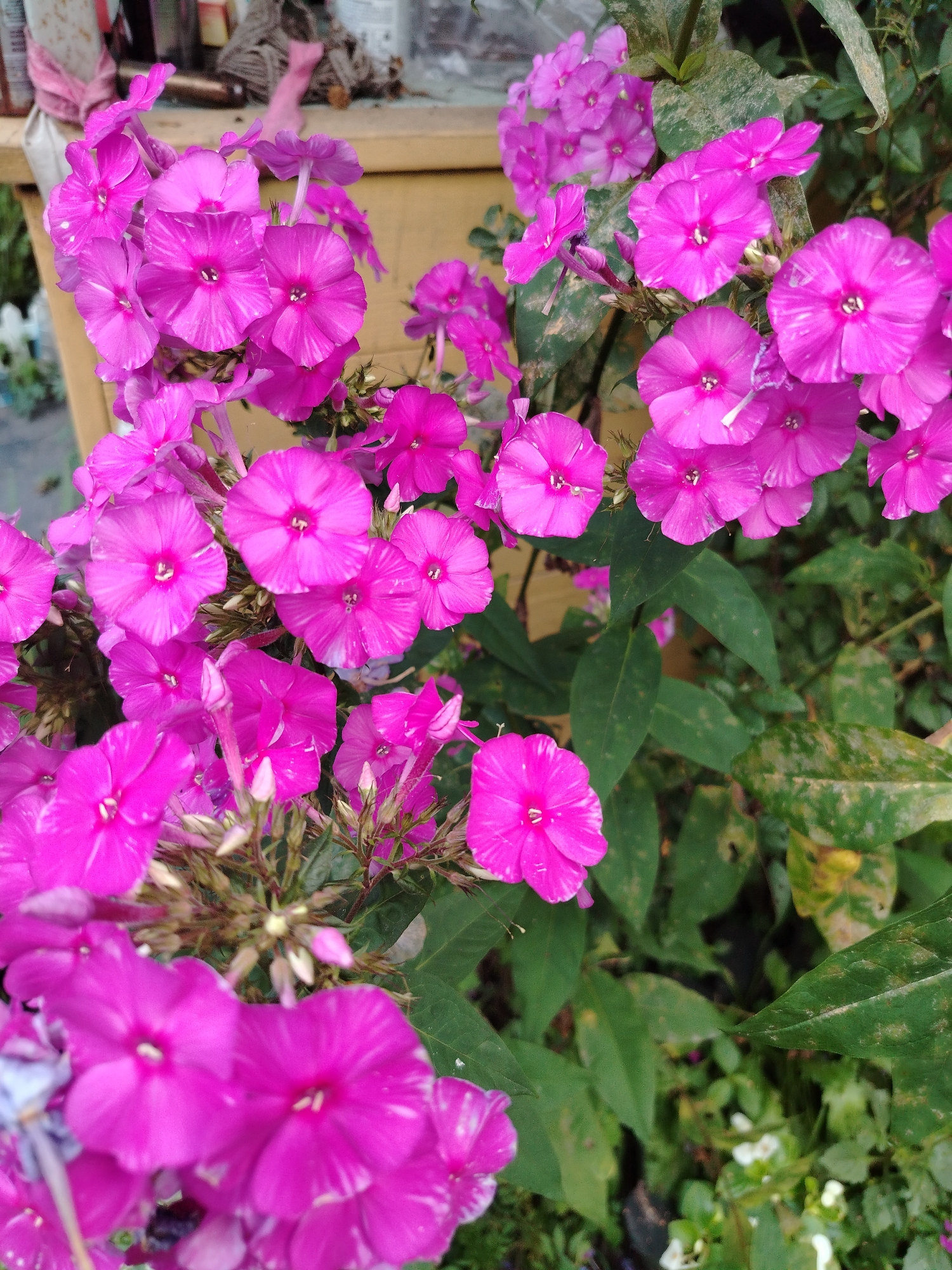A close-up, eye-level, vertical shot captures a cluster of bright pink phlox flowers in bloom. The flowers exhibit five petals each, with some showing faint white stripes and a darker pink center. The petals are slightly crinkled and have a velvety appearance. The blossoms are arranged in a dense spray, with some buds still closed. The background is a mix of lush green foliage and out-of-focus elements, suggesting an outdoor setting. In the upper left corner, blurred wooden planks and what appears to be some debris hint at a man-made structure, possibly a porch or fence, in the background. The lighting is natural and diffused, highlighting the vibrant colors of the flowers. The scene is devoid of human presence. Based on the species of phlox, this image likely depicts a garden or park in Artyom, Russia, during the blooming season, likely late summer.