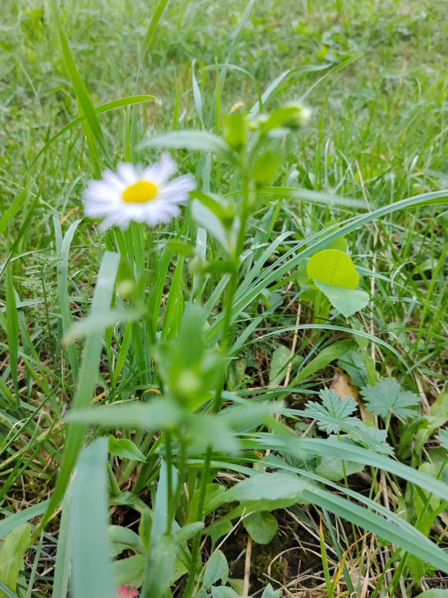 The image shows a close-up of a single white daisy with a yellow center, surrounded by tall green grass. The daisy is slightly blurred, suggesting it is the primary subject but not perfectly in focus. The background is a blur of green, indicating a natural environment, likely a meadow or field. The lighting is natural, suggesting it was taken outdoors during the daytime. The scene is devoid of any human presence or activity. The overall impression is a simple, naturalistic shot of a flower. The location is the city of Hoholeve, Ukraine.