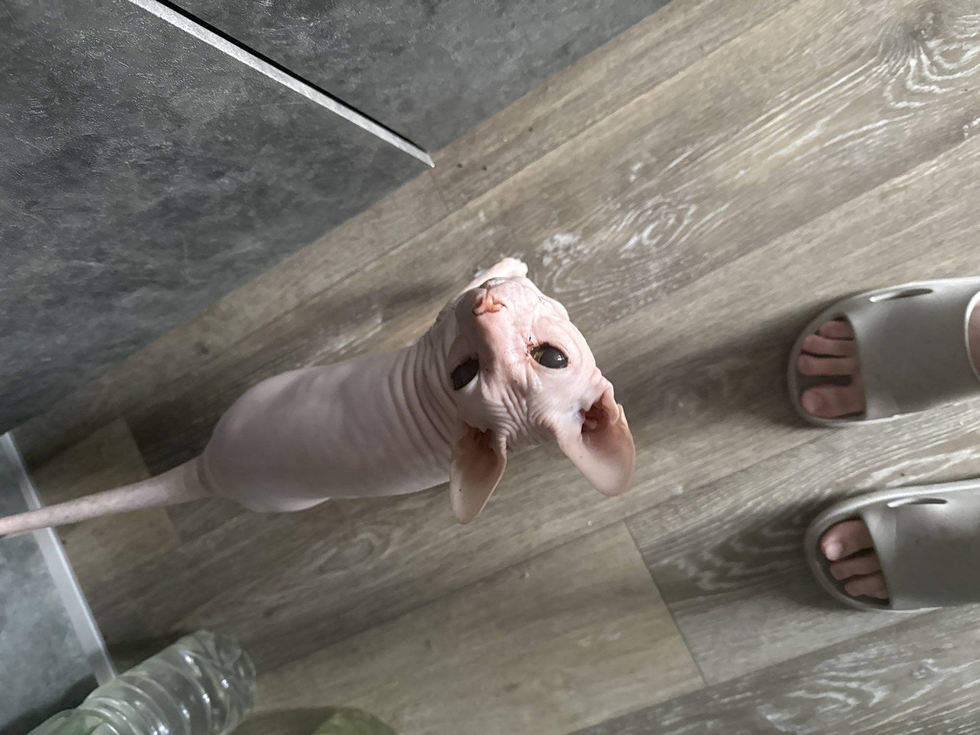 A hairless Sphynx cat is standing on a wood-patterned floor next to a large plastic bottle of water. The cat is pinkish-white and has large ears and dark eyes. In the foreground of the image are two feet wearing light gray slides. The background consists of a gray, textured wall. The scene is likely indoors, possibly in a residential setting, and the floor appears to be linoleum or laminate.