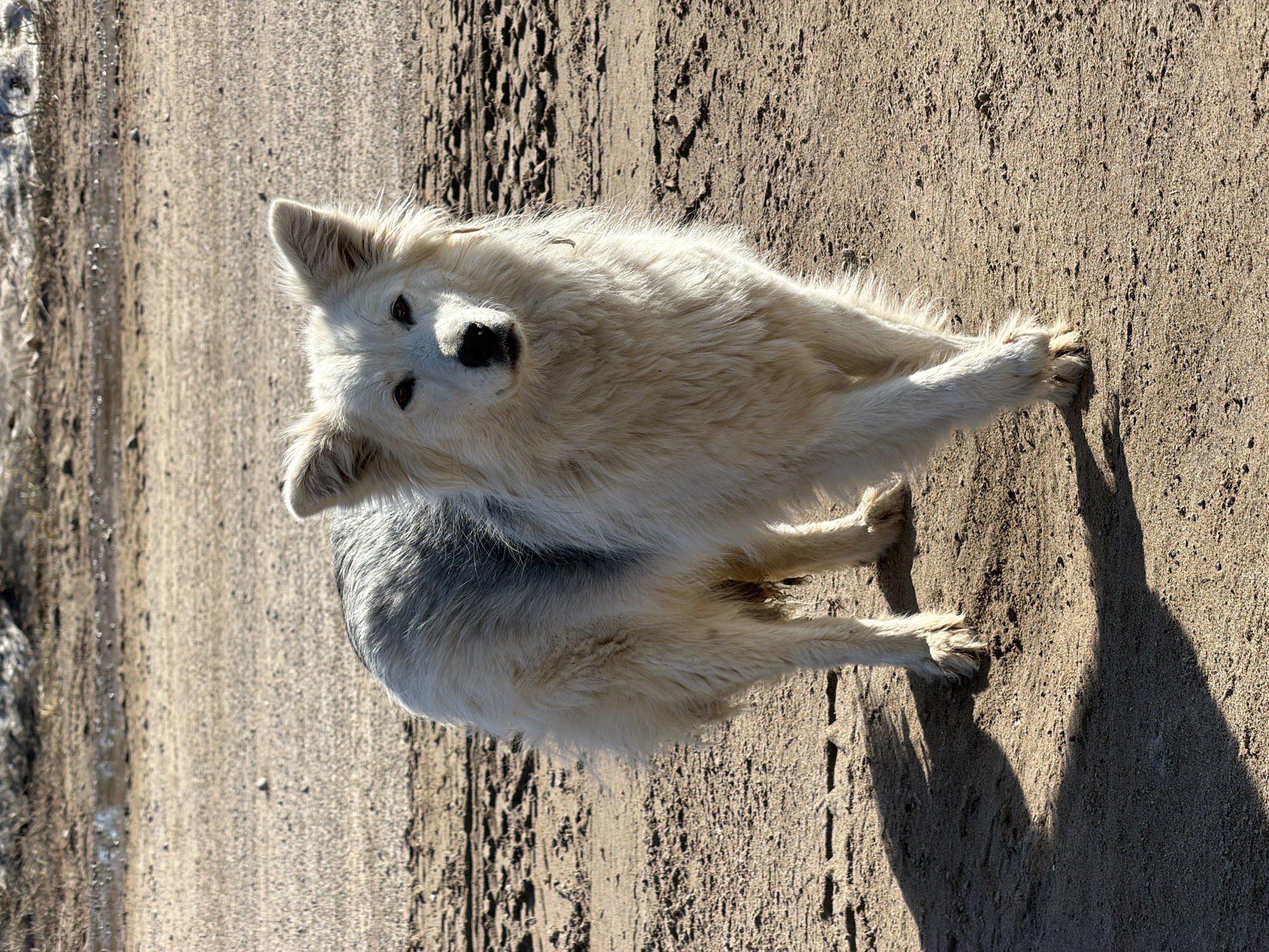 A medium-sized, fluffy white dog with pointy ears sits on a sandy or dirt path in Noviy, Russia. The dog looks up toward the camera, with its front paws outstretched. The ground exhibits tire tracks and other disturbances. A strip of what appears to be snow or a more packed surface runs along the left edge. The sun casts a distinct shadow of the dog onto the ground.