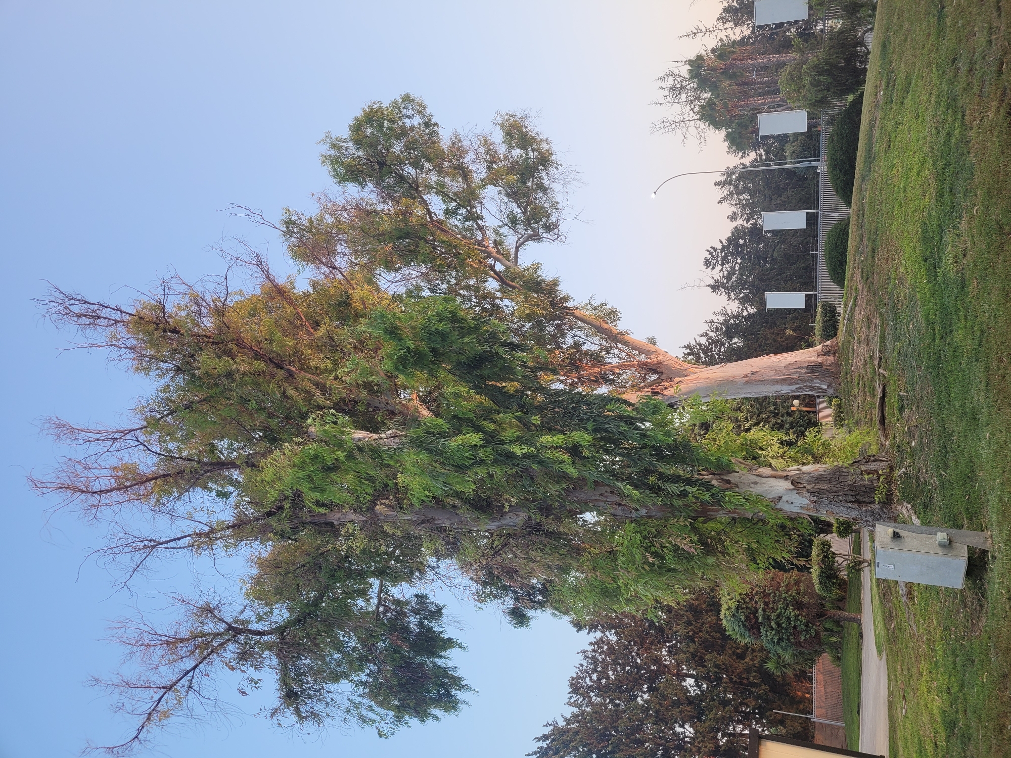 The image depicts a park-like setting with large trees in the foreground and background. The sky is a clear, pale blue, suggesting either early morning or late afternoon. In the foreground, there are two prominent trees with thick, textured bark and a mix of green leaves and bare branches. The tree on the left is larger and more gnarled, with its branches extending upwards and outwards. To the right of this tree, another, similar tree stands, with its pale bark visible.
The ground is covered in green grass, with a gentle slope. A gray electrical box is positioned on a concrete base in the lower left portion of the image. Behind the trees, a line of darker, coniferous trees forms a backdrop, with some palm trees visible further to the right. A metal fence runs horizontally behind the trees, topped with a series of rectangular white panels, likely for advertisements or information. A streetlamp with a single light is visible in the middle distance.
The overall impression is one of a well-maintained public space, possibly a park or a landscaped area within a residential or recreational zone in Trachoni, Cyprus. There are no people or animals visible in the scene. The lighting suggests a calm, natural environment.