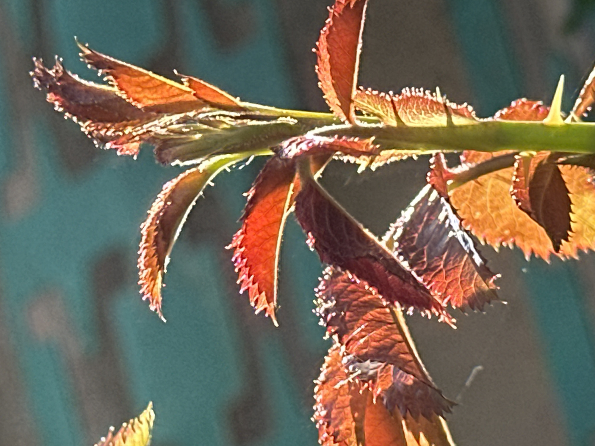 The image is a close-up, macro photograph of a rose stem with young, reddish-orange leaves and thorns. The leaves are serrated along the edges and appear to be catching the sunlight, creating a translucent effect in some areas. Small white hairs are visible along the leaf edges and on the stem. A sharp, yellow thorn is prominent on the green stem. The background is a blurred gradient of teal and dark gray, suggesting an outdoor environment. The lighting emphasizes the texture and vibrant colors of the foliage. There are no people or animals visible in the image. The context of Lobacheve, Ukraine, is not discernible from the visual elements of the photograph itself.